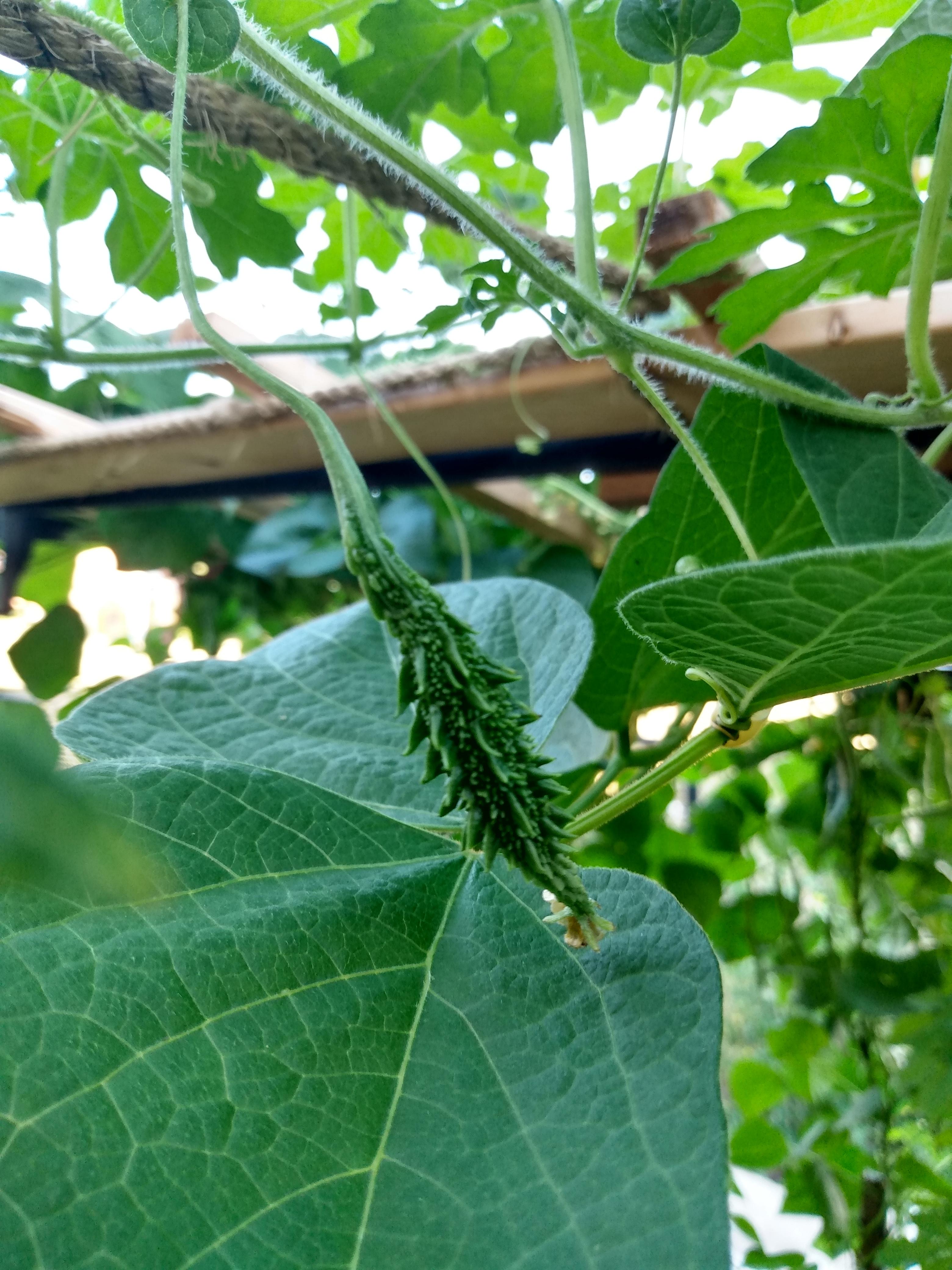 Baby Bitter Gourd Coming Through Dining And Cooking