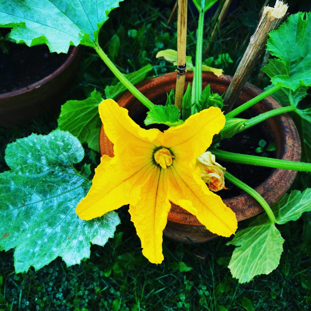 The courgette flowers are a ray of sunshine.