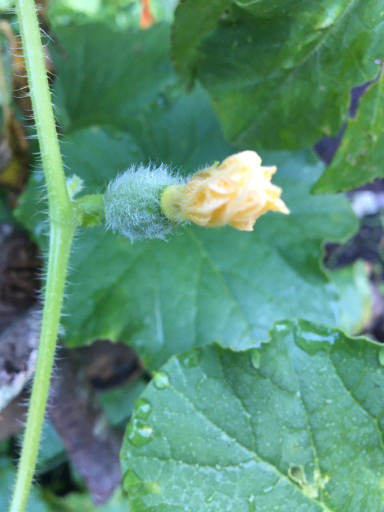 It’s late, but my first Sierra Gold cantaloupe has arrived! From seed and first attempt! I’m over the moon right now!