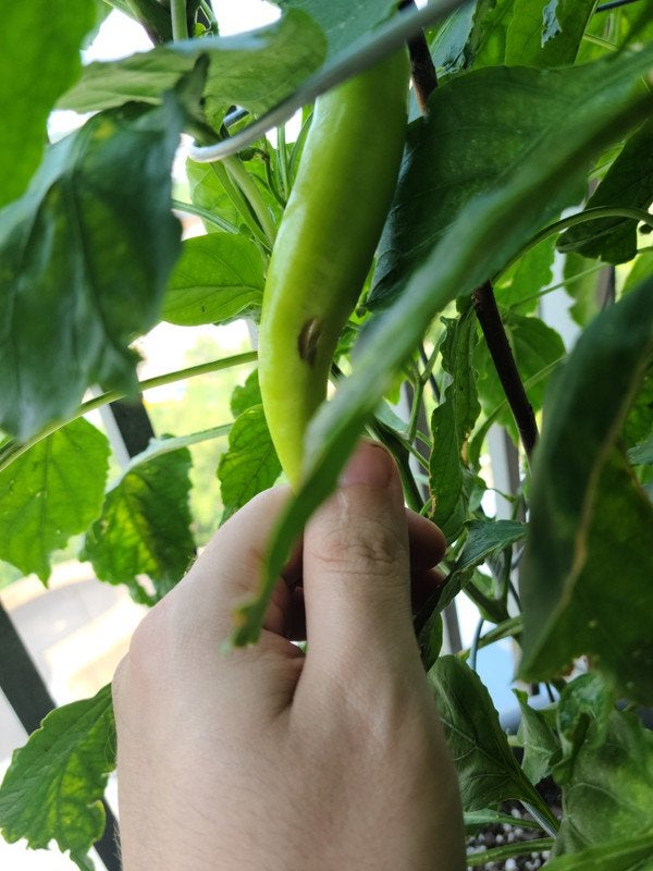 Been getting these growing soft sunken spots on my pepper. Not sure if