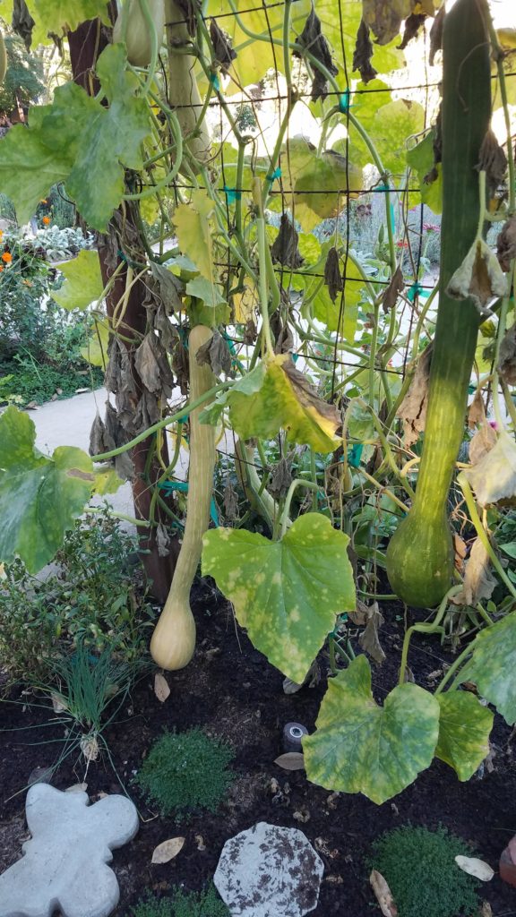 Epic squash at a local garden I volunteer at