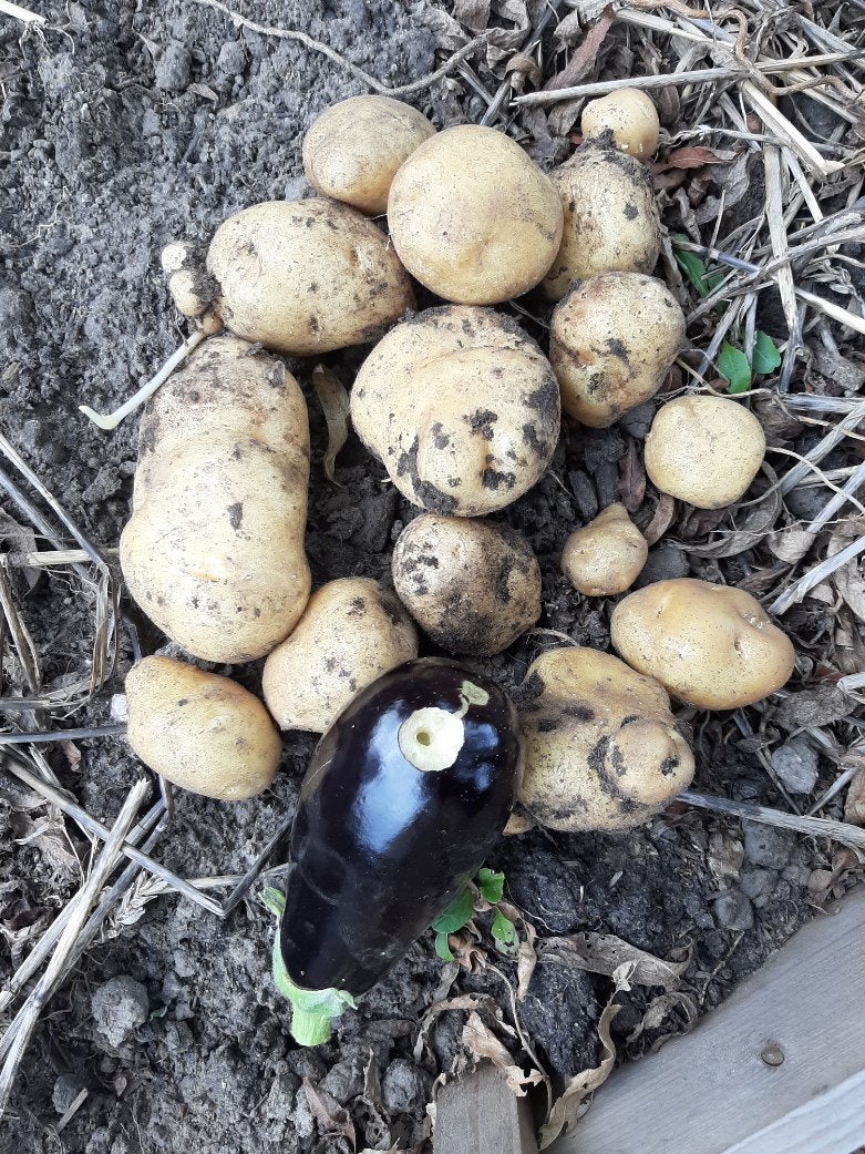 What thing made this hole in my eggplant? Dining and Cooking