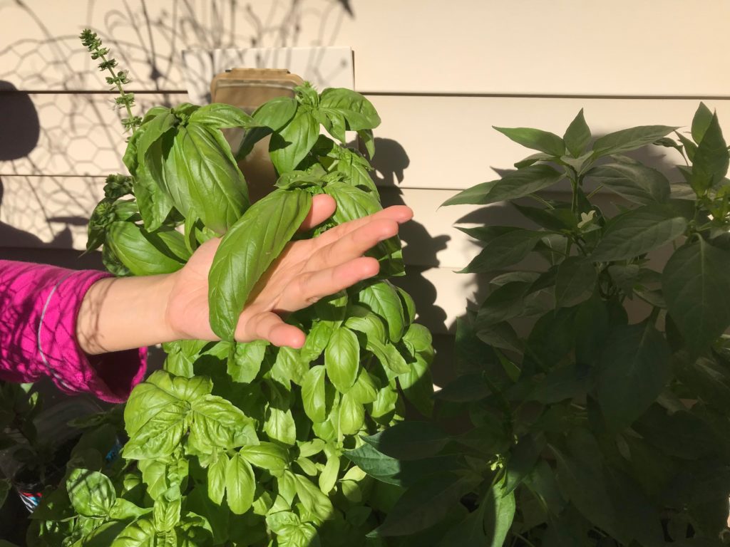 My basil leaves are coming in nicely!