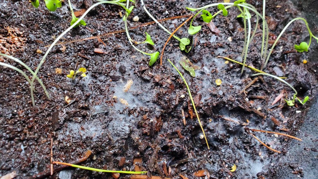 Mold growing with my broccoli WHAT DO I DO?