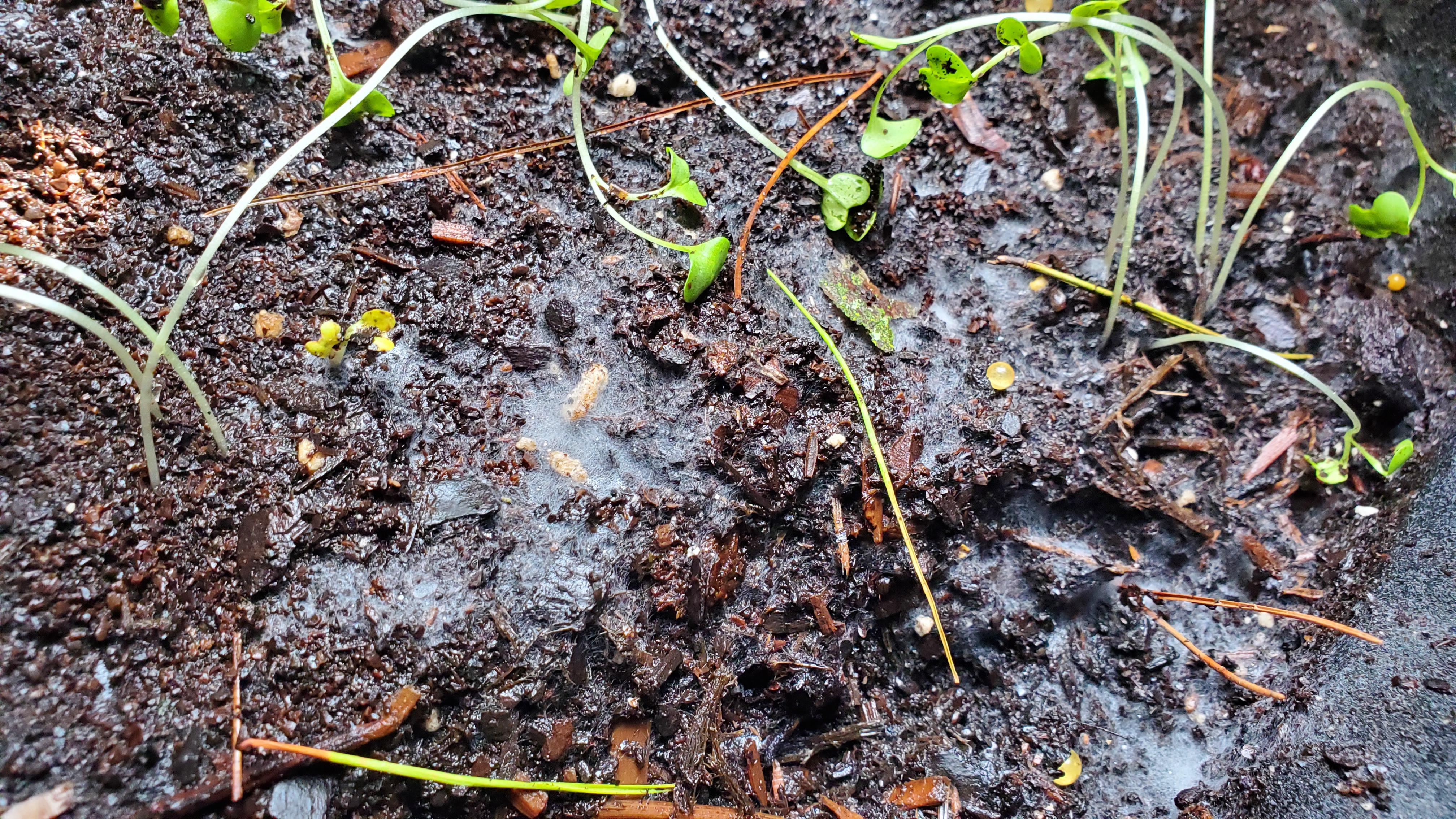 Mold growing with my broccoli WHAT DO I DO? Dining and Cooking