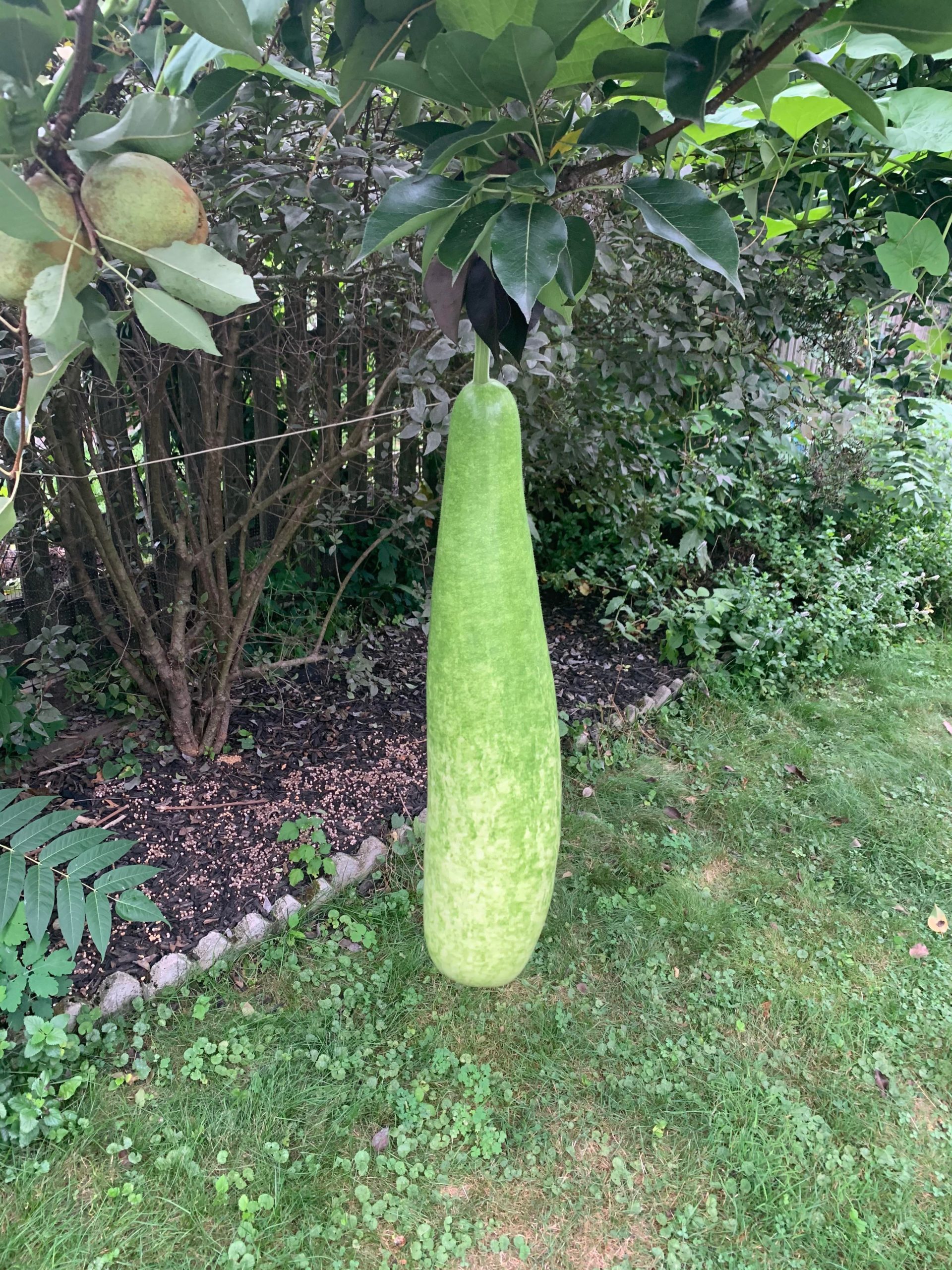 Hanging zucchini from a pear tree Dining and Cooking