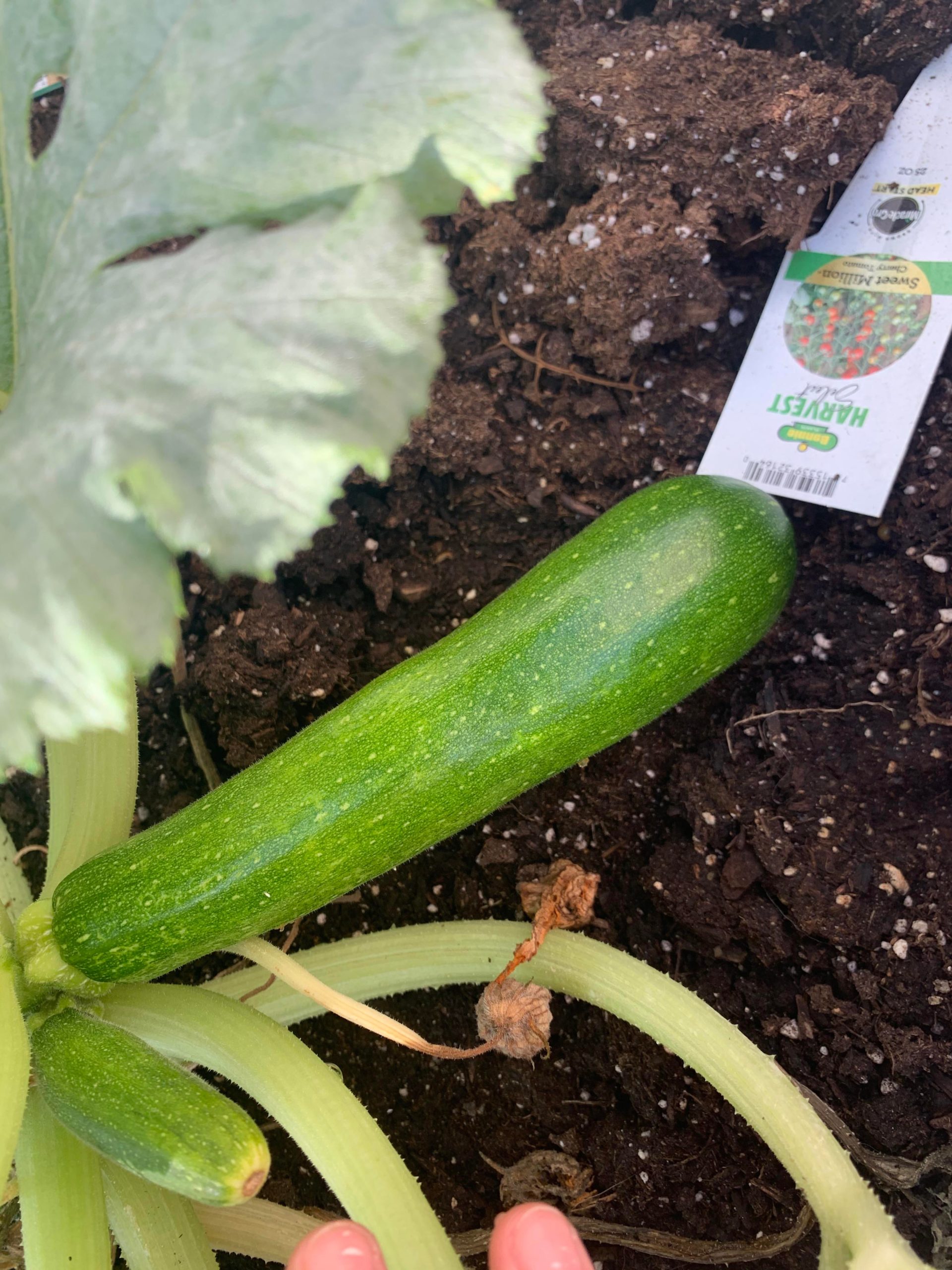 Should I pick my zucchini now or let it grow a few more days? Like 5