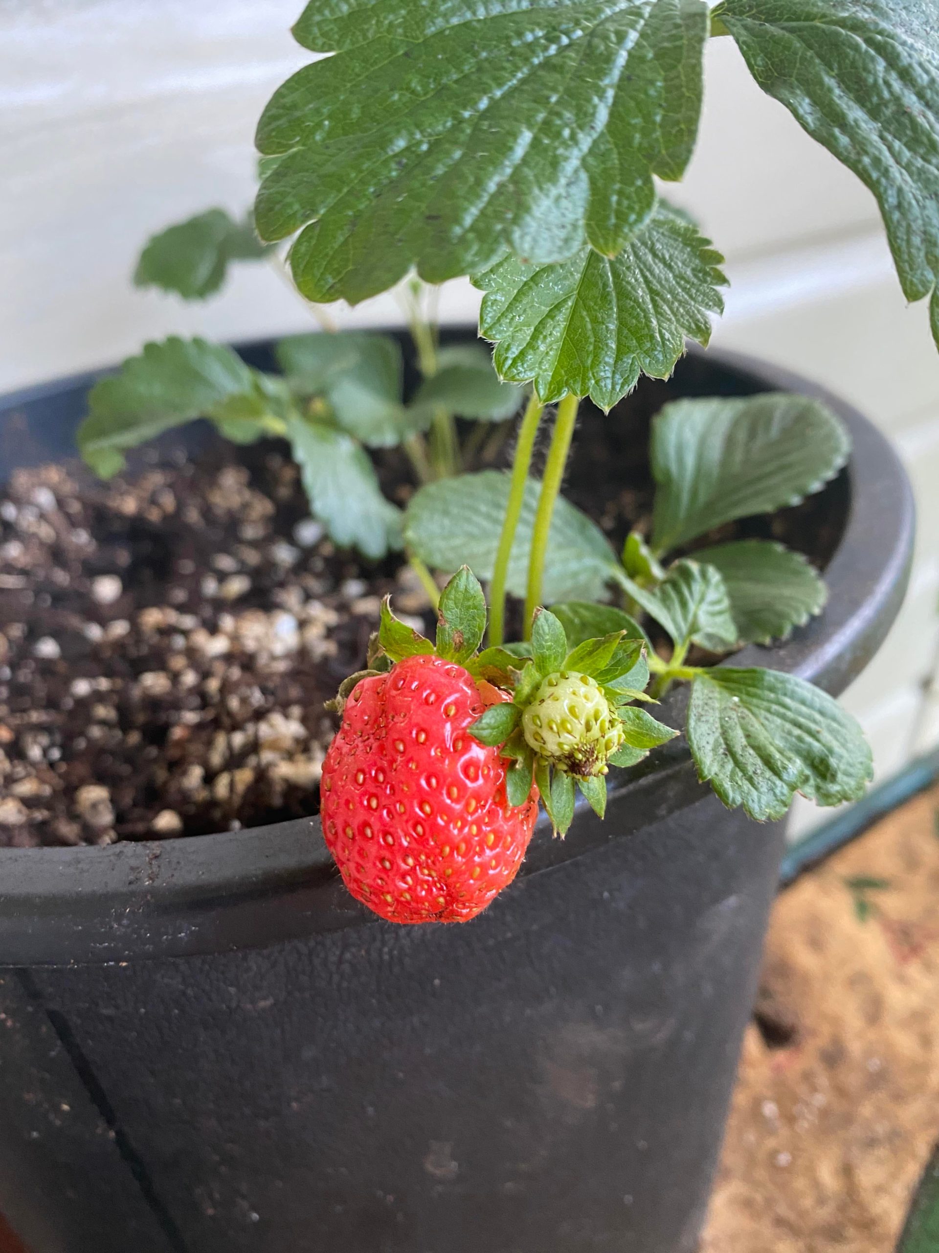 My first strawberry 🍓 trying to grow them in hawaii despite the heat