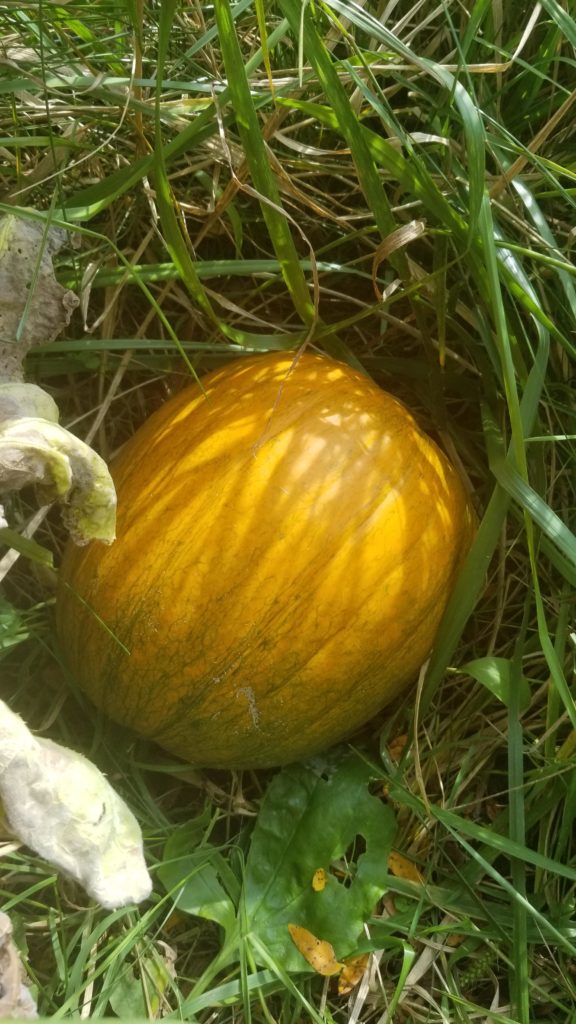My pumpkin is turning orange
