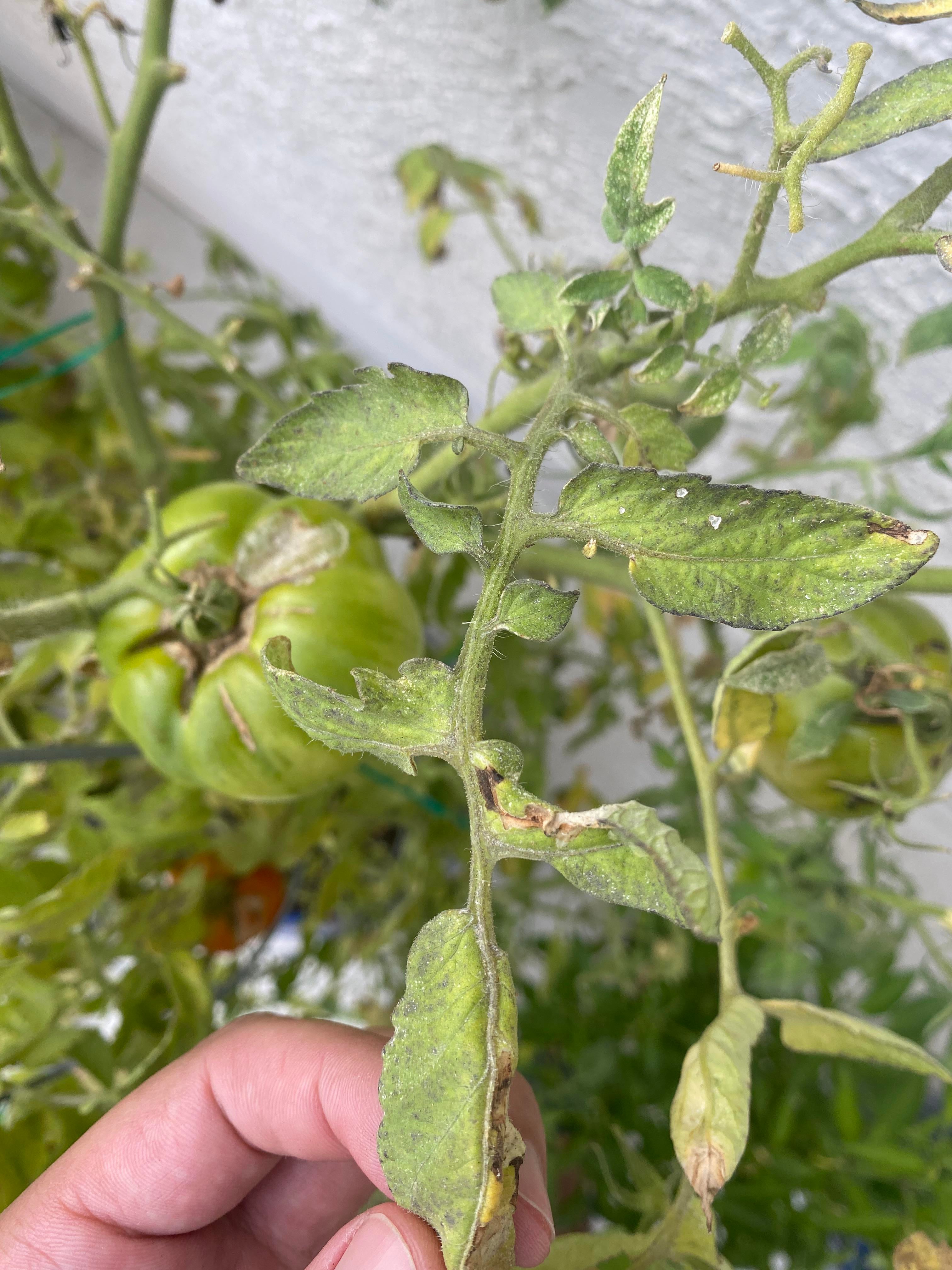 What’s wrong with my tomato plant? Dining and Cooking