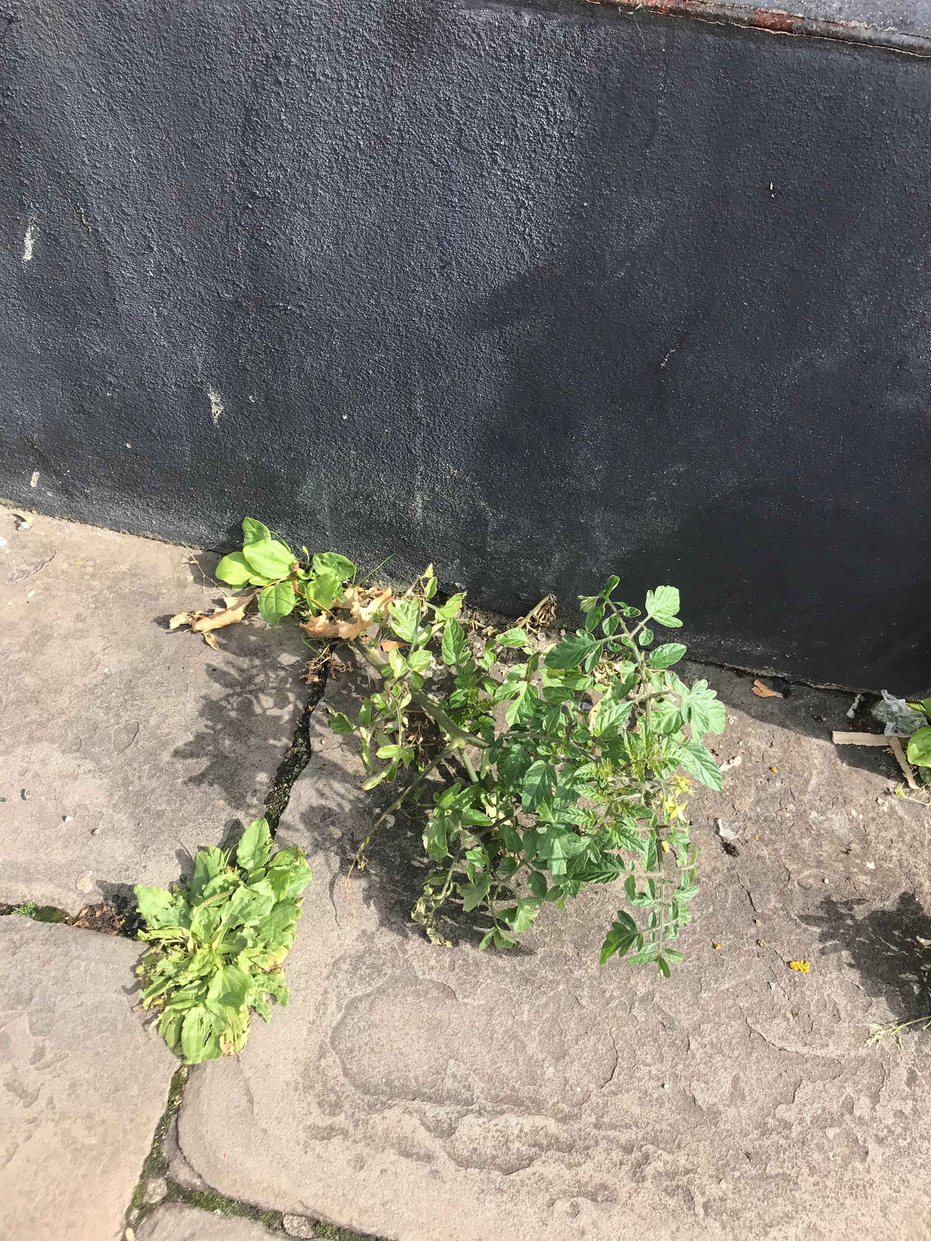 Just a casual tomato plant growing out of a sidewalk near ...