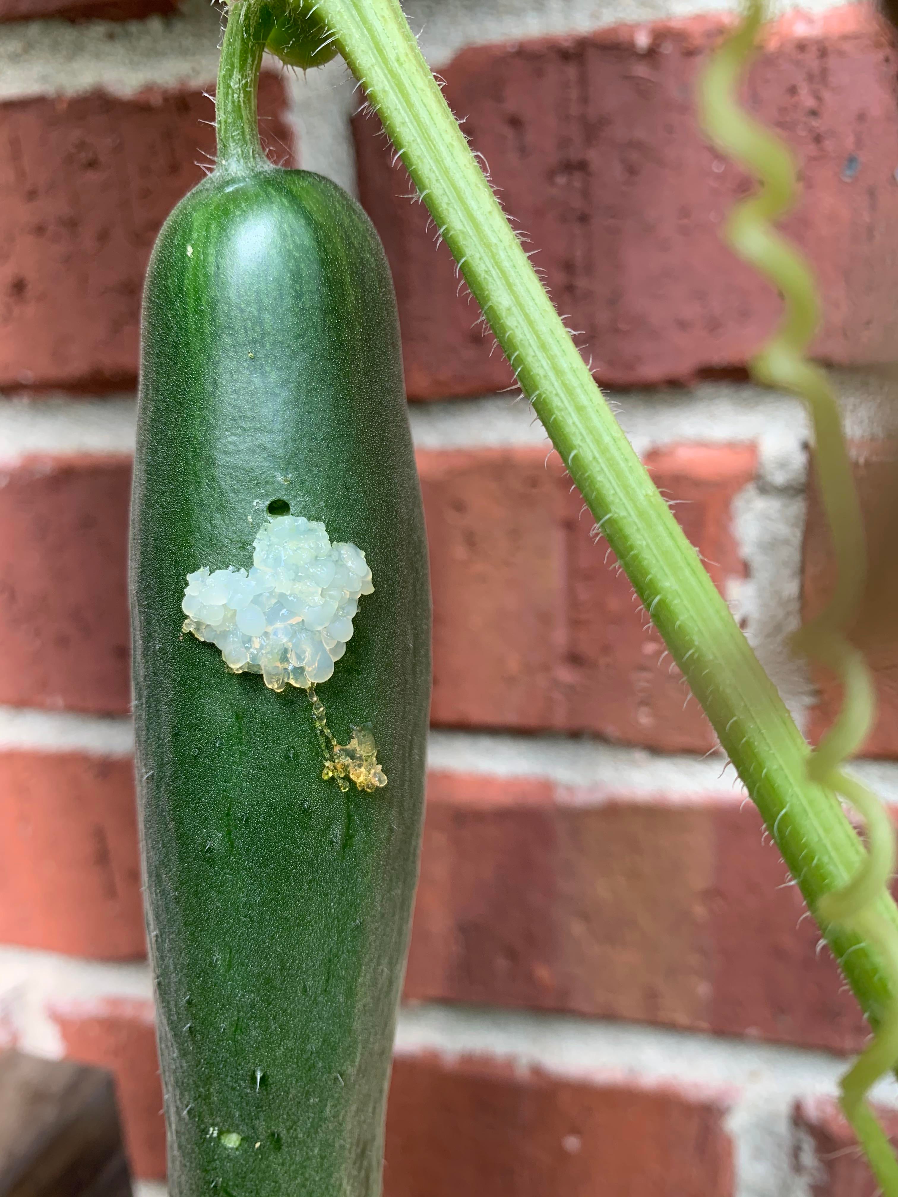 Any idea what kind of eggs these are on my cucumber dining and cooking