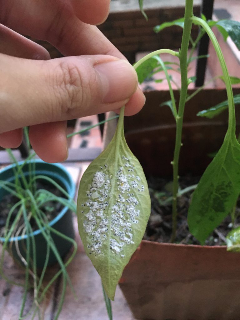 What is this on the back of all my chili pepper leaves? I thought it was powdery mildew, but it has black spots. I’m in a tropical country.