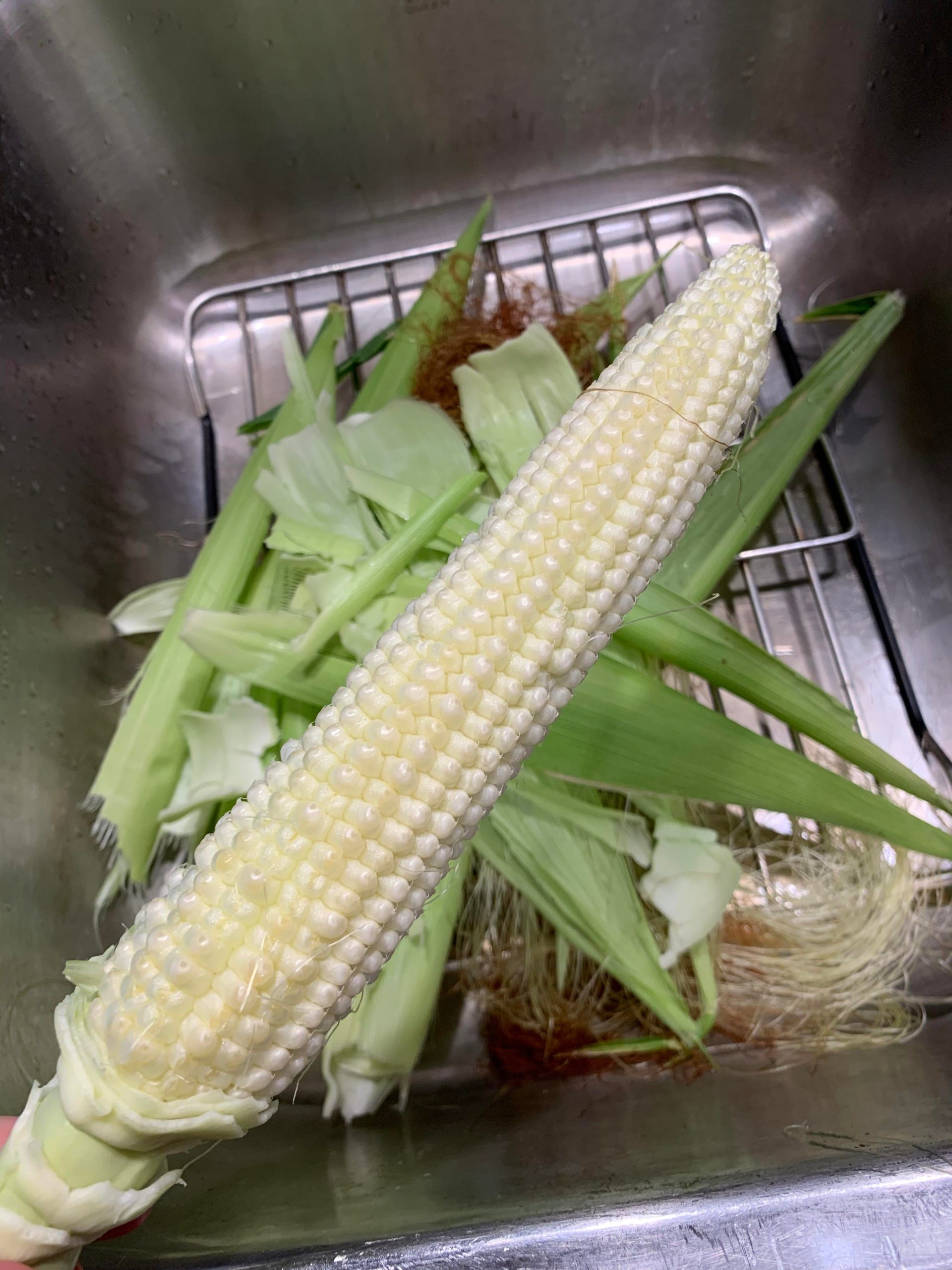 Sweet corn not ripening more details in post. Dining and Cooking