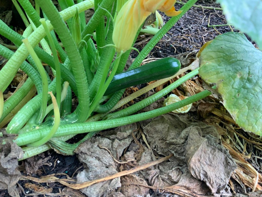 First Time Vegetable Gardener (Zone 5B Canada) Dining and Cooking