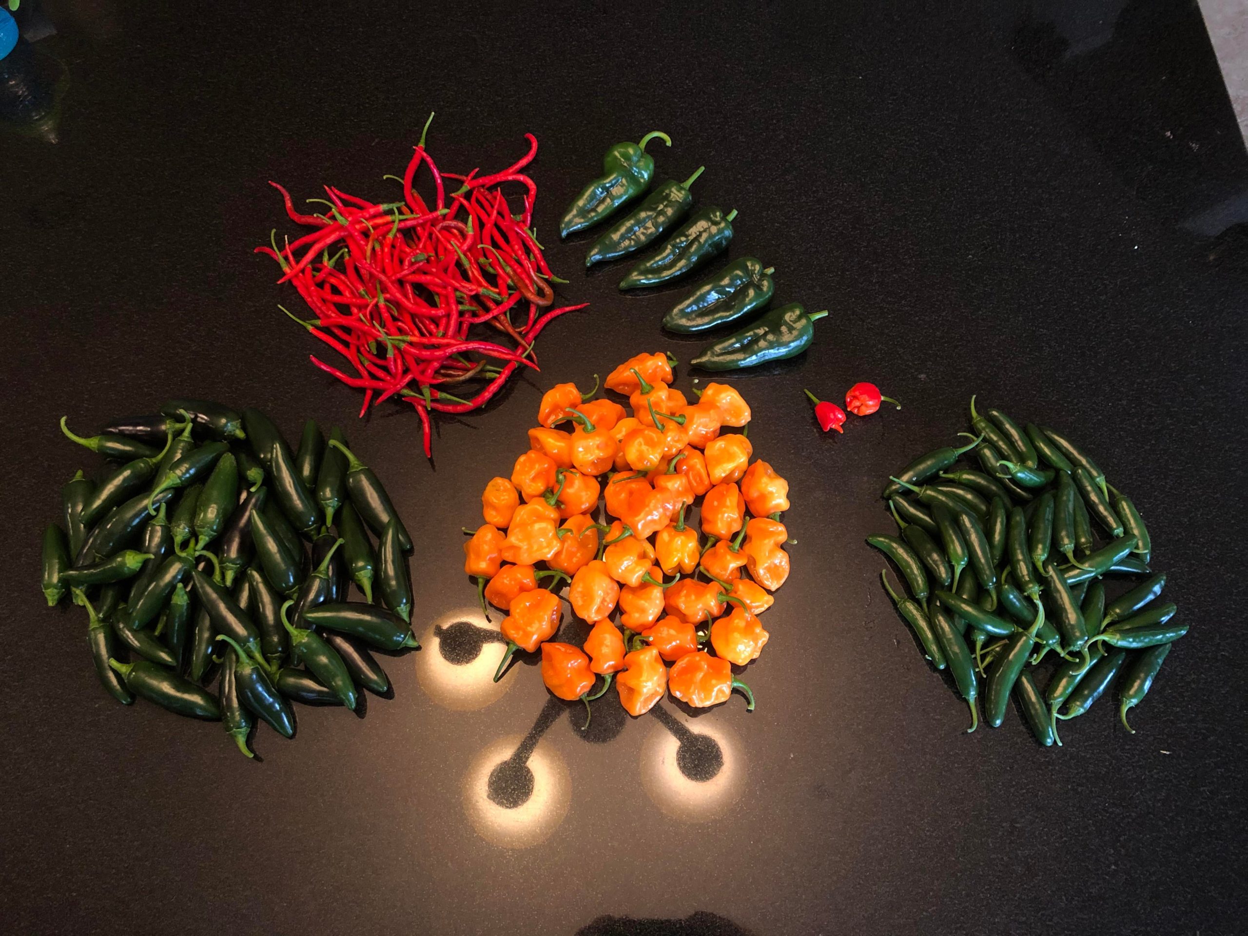 9/29/20 Jalapeño, Cayenne, Habanero, Poblano, Scorpion, Serrano