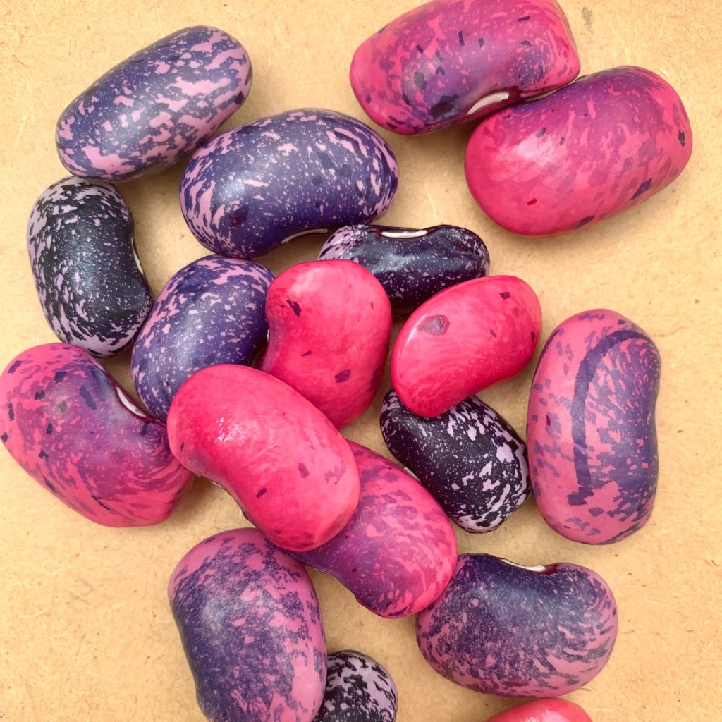 These big, beautiful naturally pink and purple beans