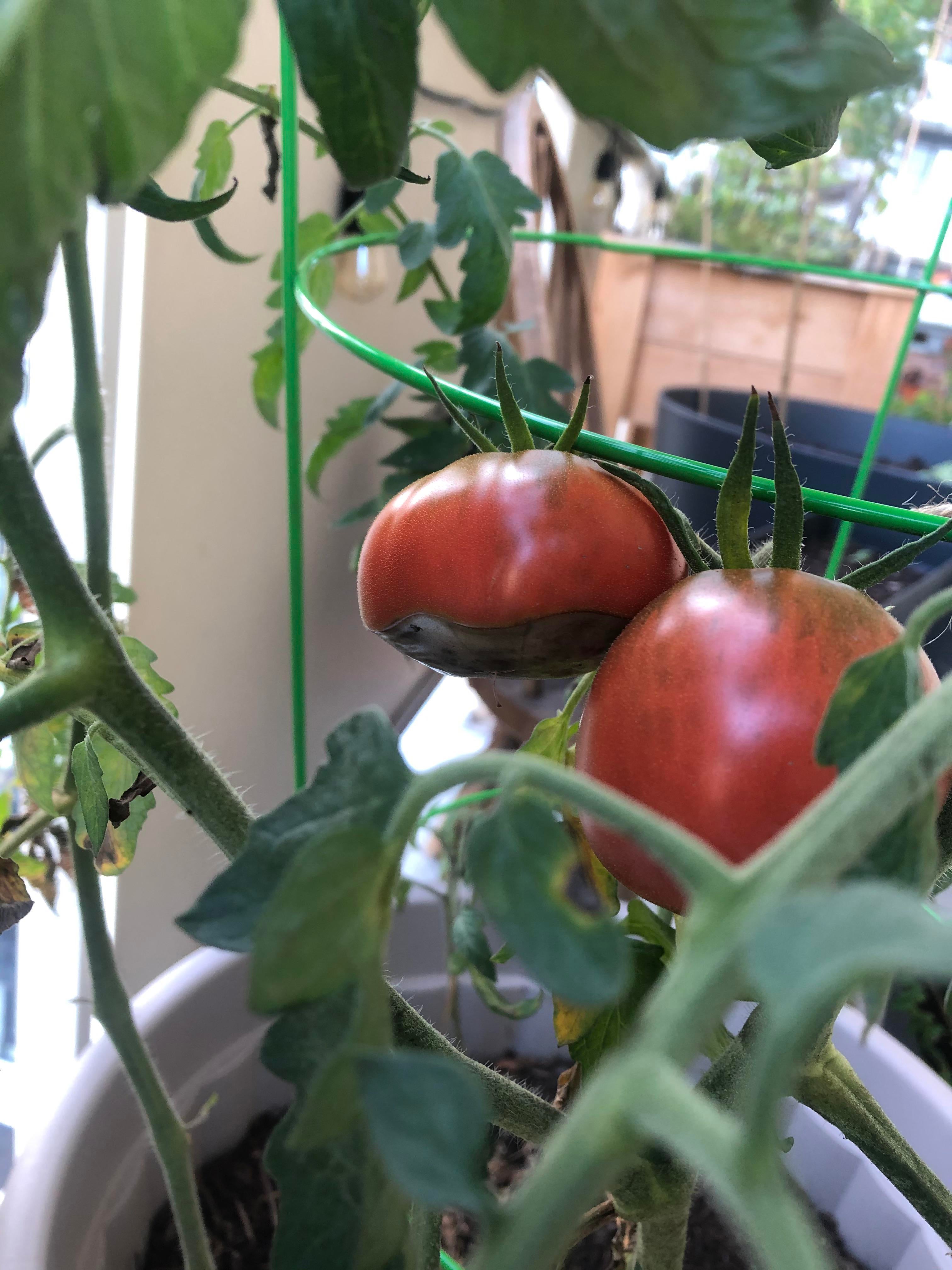 Anyone have a fix for just some of my tomatoes rotting on the bottoms