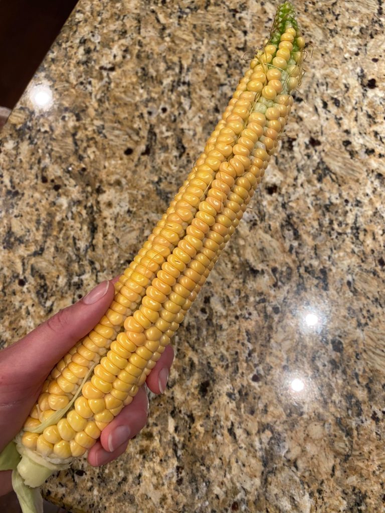 Results of hand pollination of corn: could be better, but definitely edible.