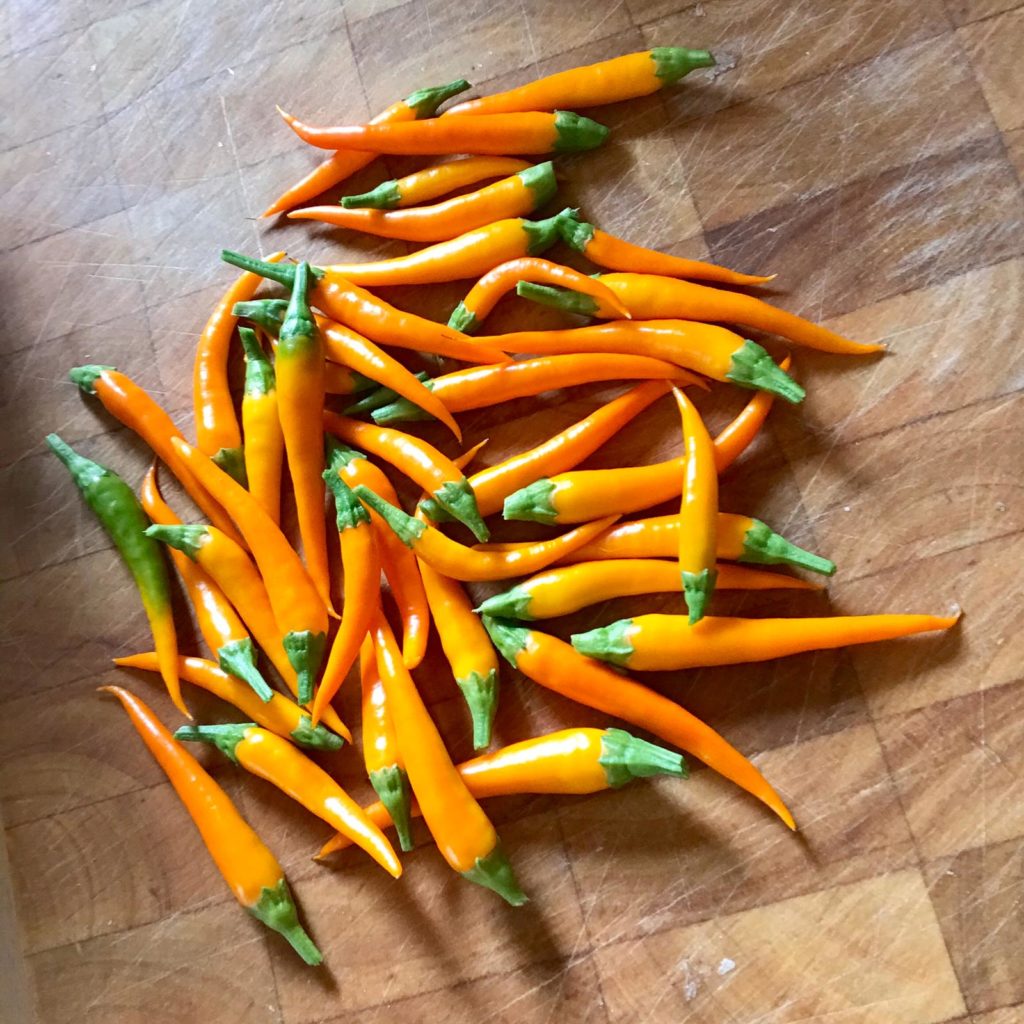 Jalapeños are turning red?? Are they supposed to do that? Dining and Cooking