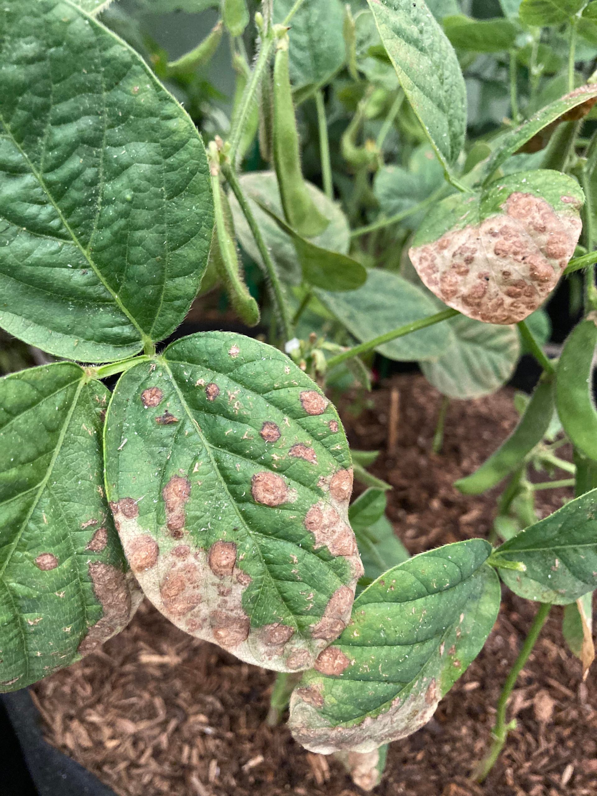 What’s wrong with my edamame plants?? Leaves are all starting to go