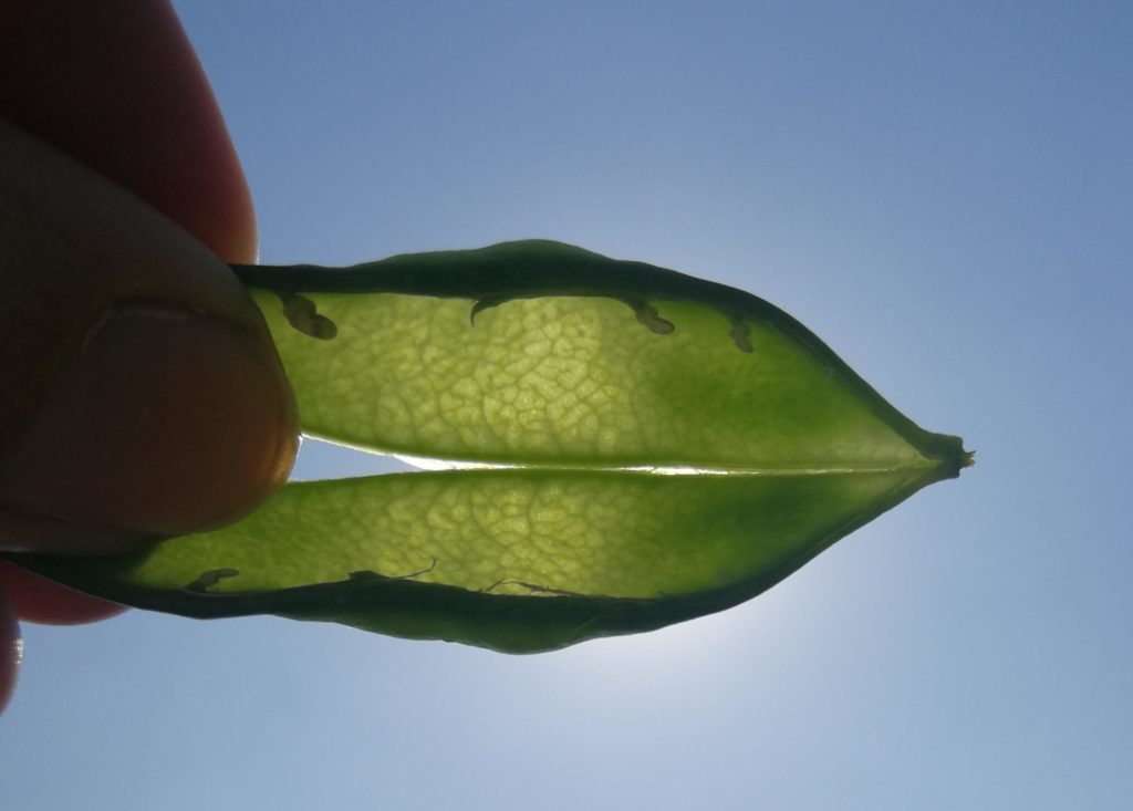 The details inside a pea pod