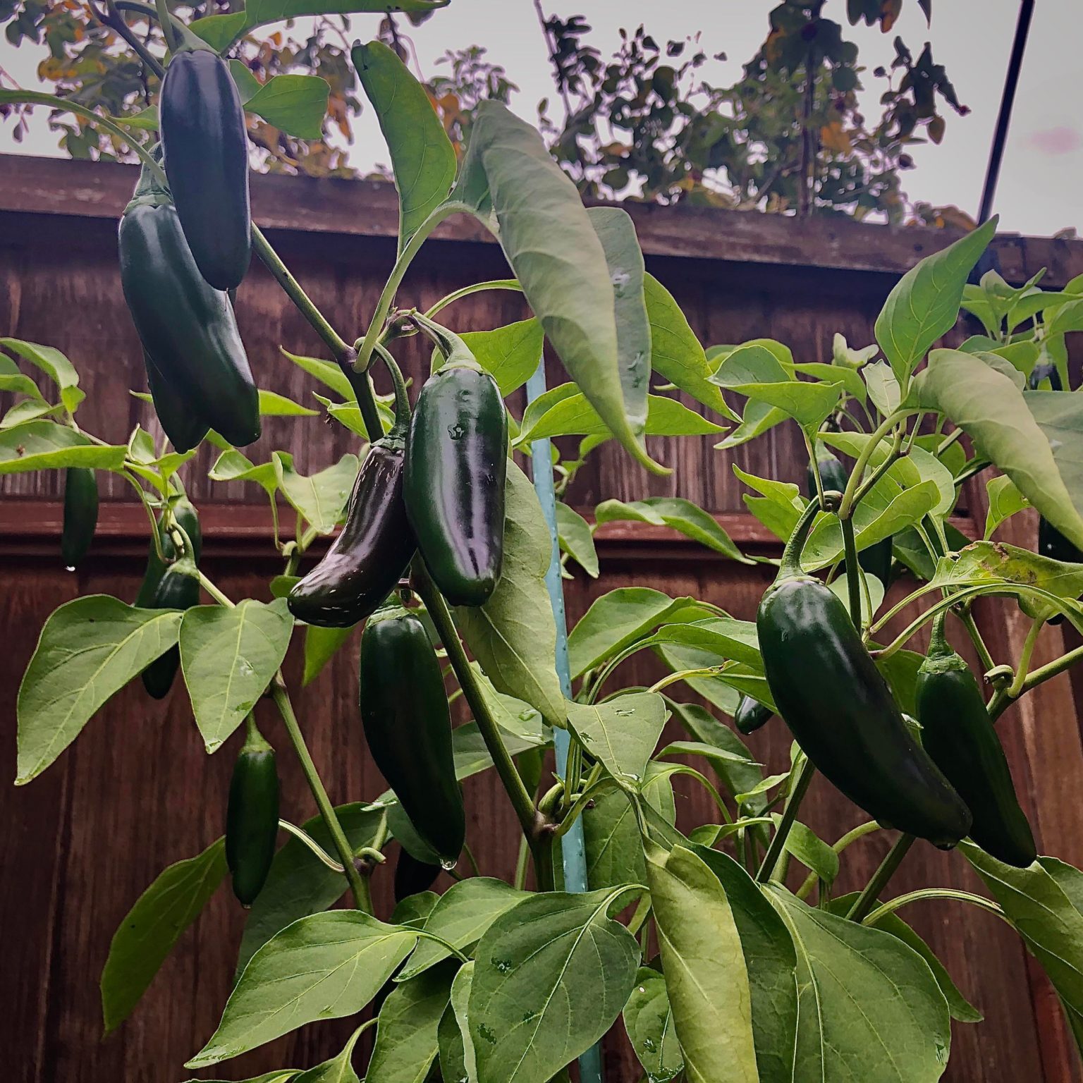 My first jalapeno plant has 2 babies both about this size. When should