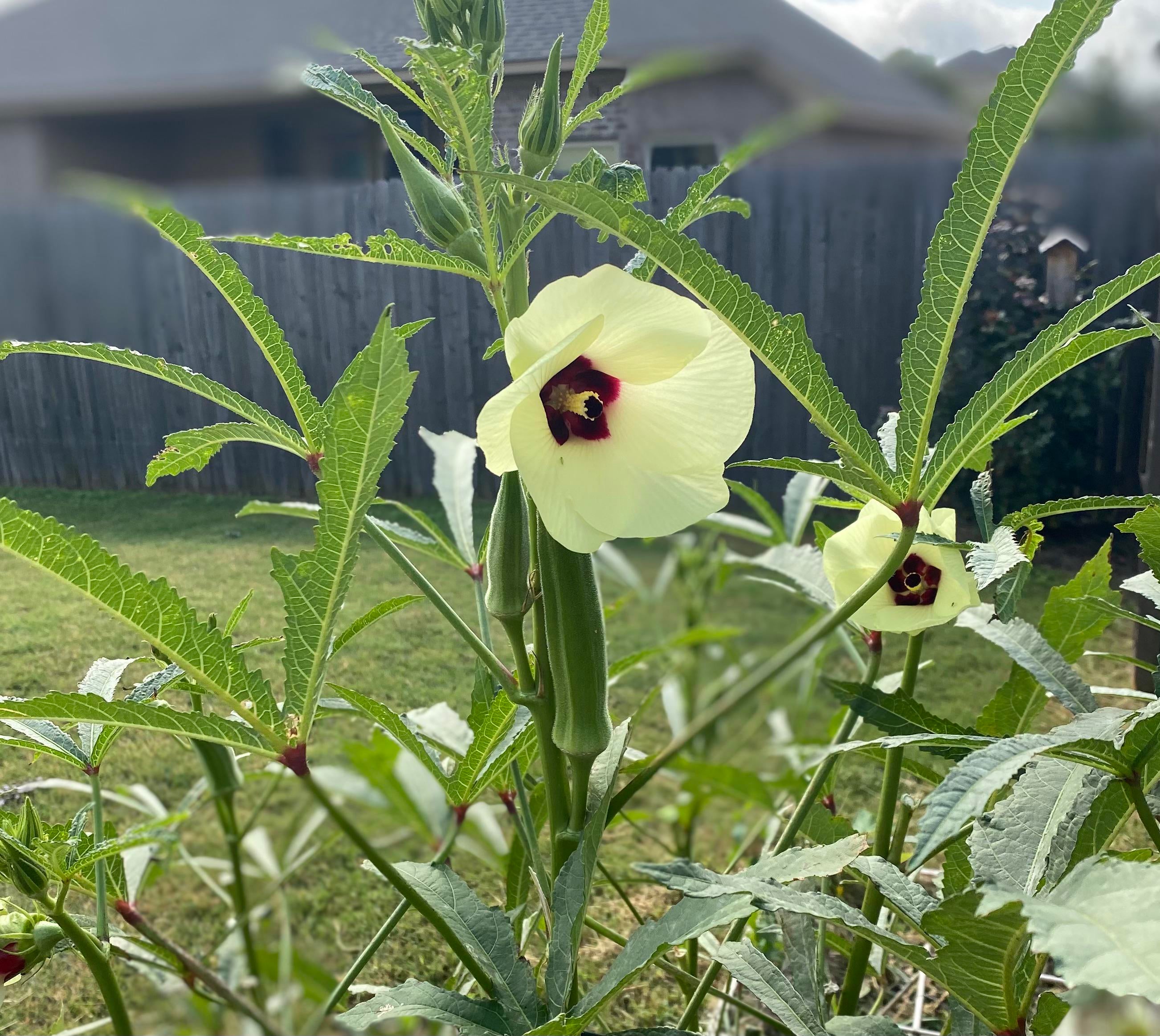 Mid October okra still going strong in Oklahoma! Dining and Cooking