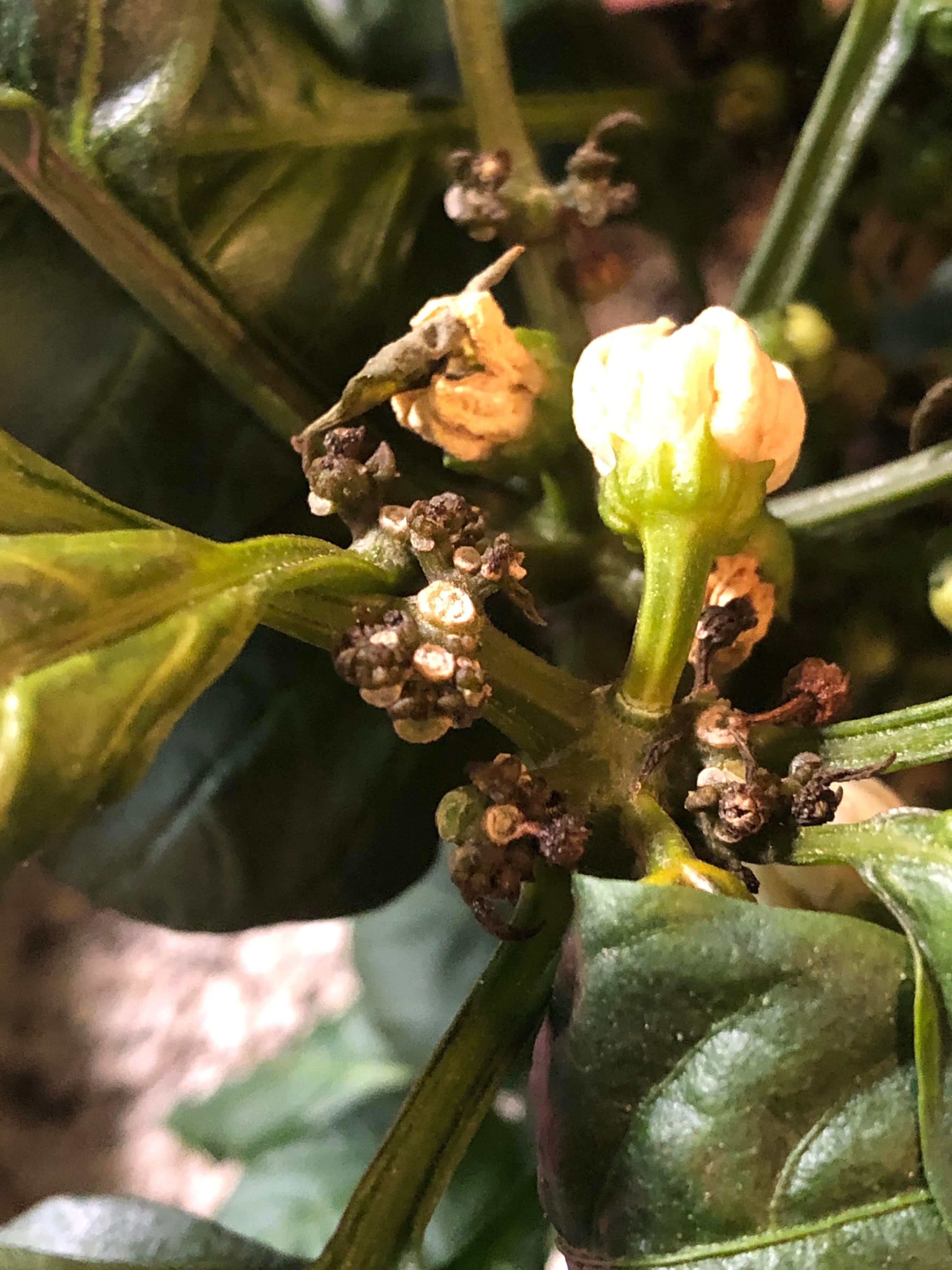 Pepper blossoms turning brown and shriveled. Can someone tell me what this is? Dining and Cooking