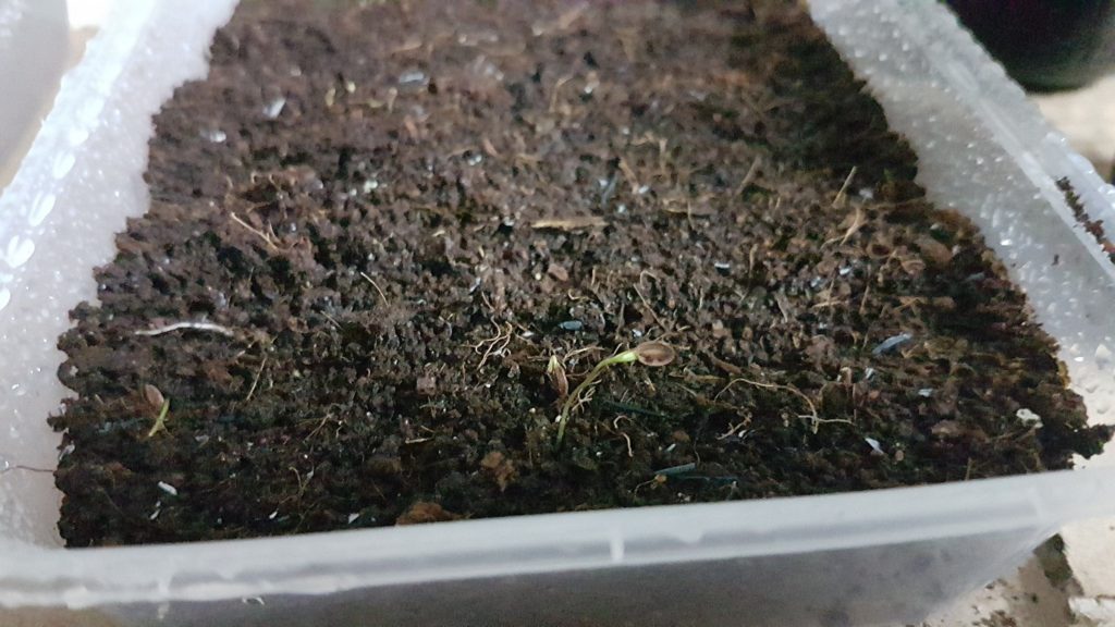 Help with growing dill indoors from seed Help with growing dill indoors from seed