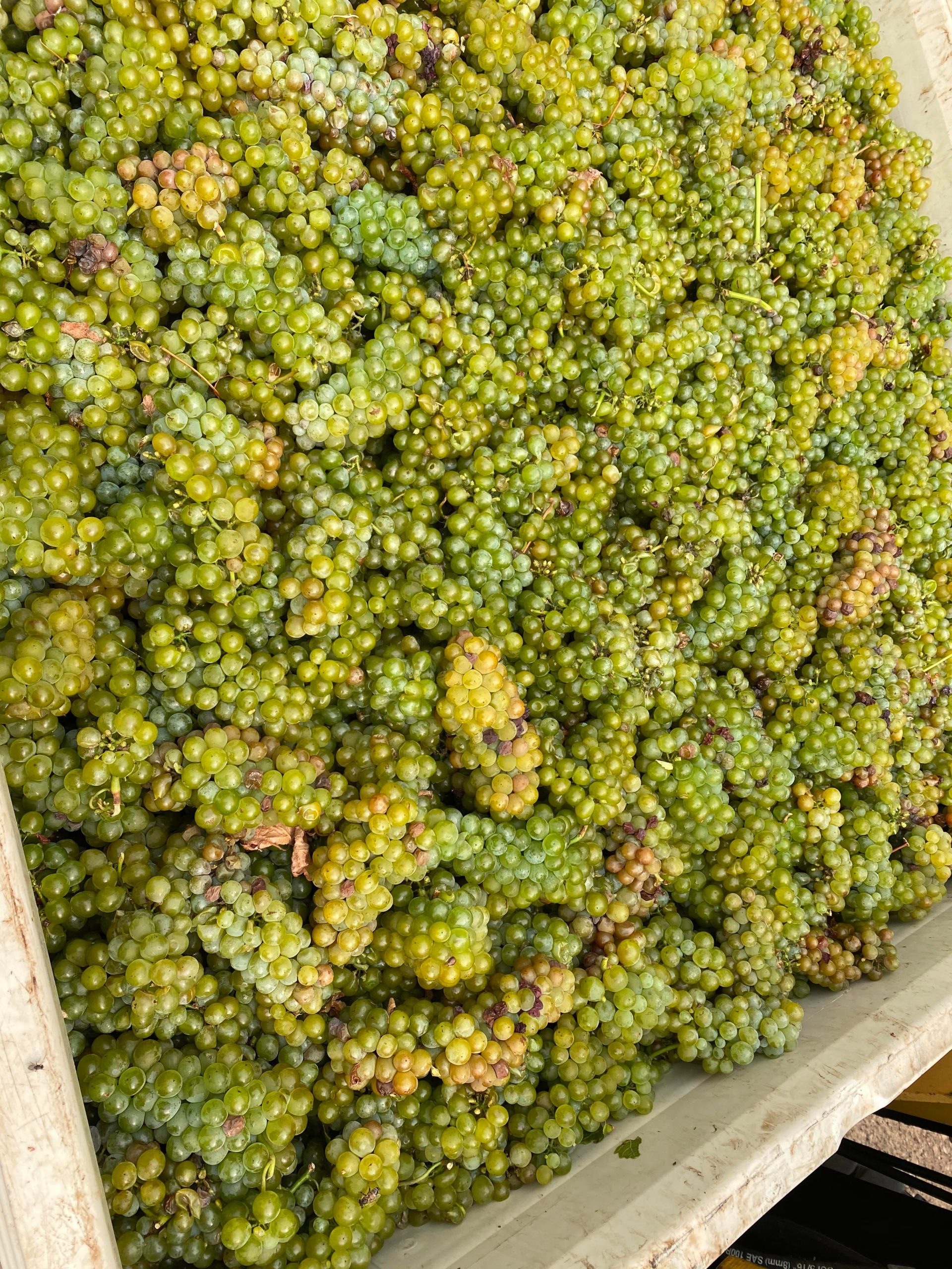 Sauvignon Blanc from Tierra Alta Vineyard in Ballard Canyon. Ready for ...