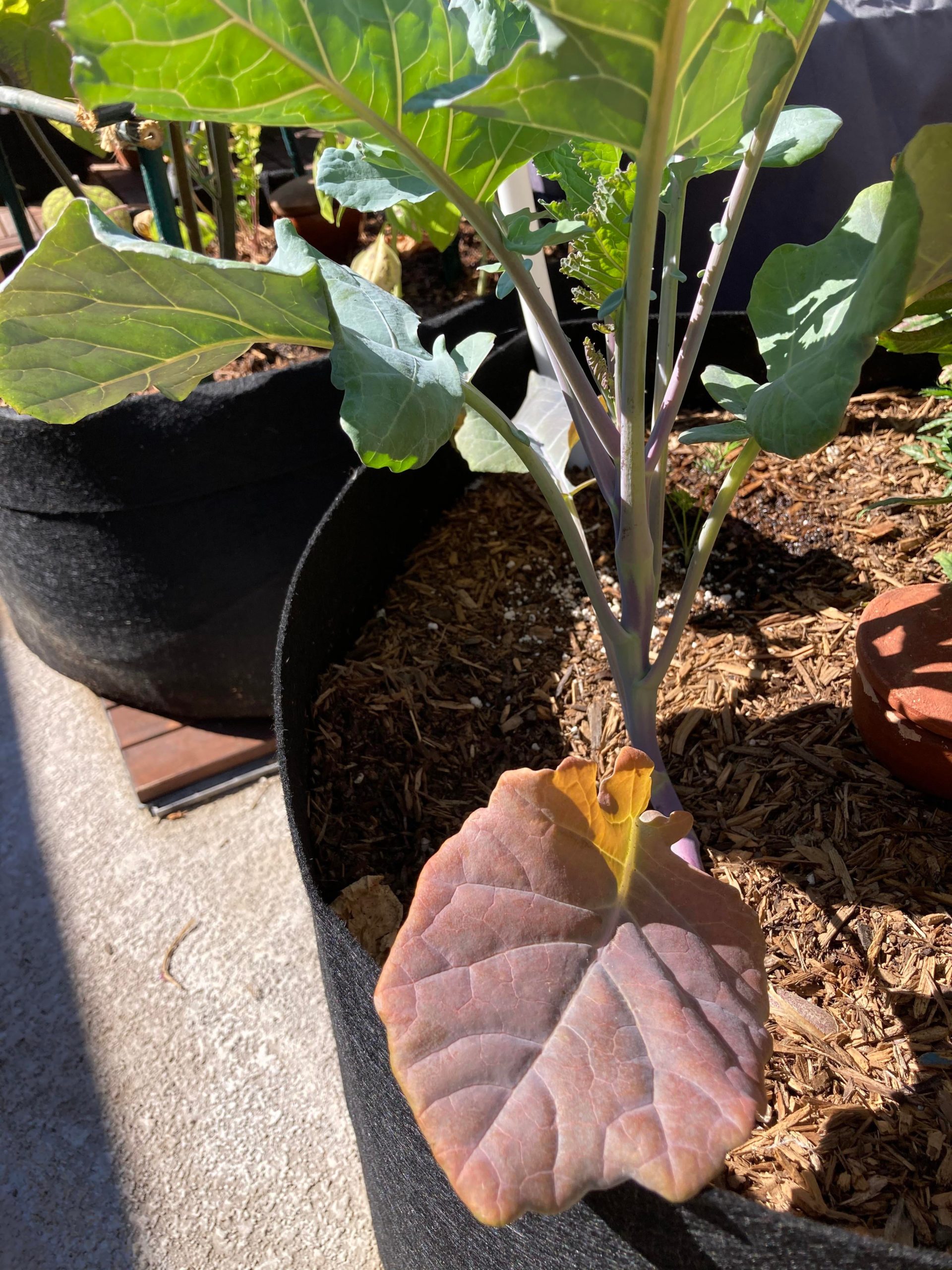 Purple sprouting broccoli older leaves turning purple is this normal