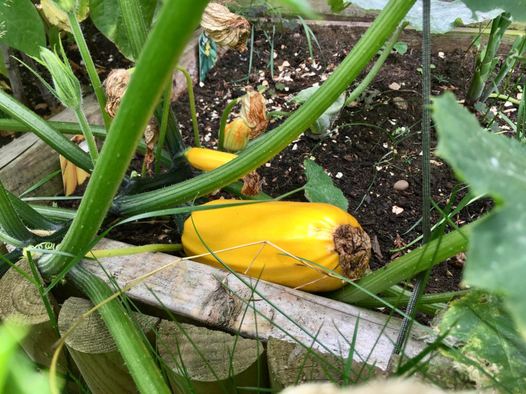 Yellow courgettes this year. They grew wilder than the year before