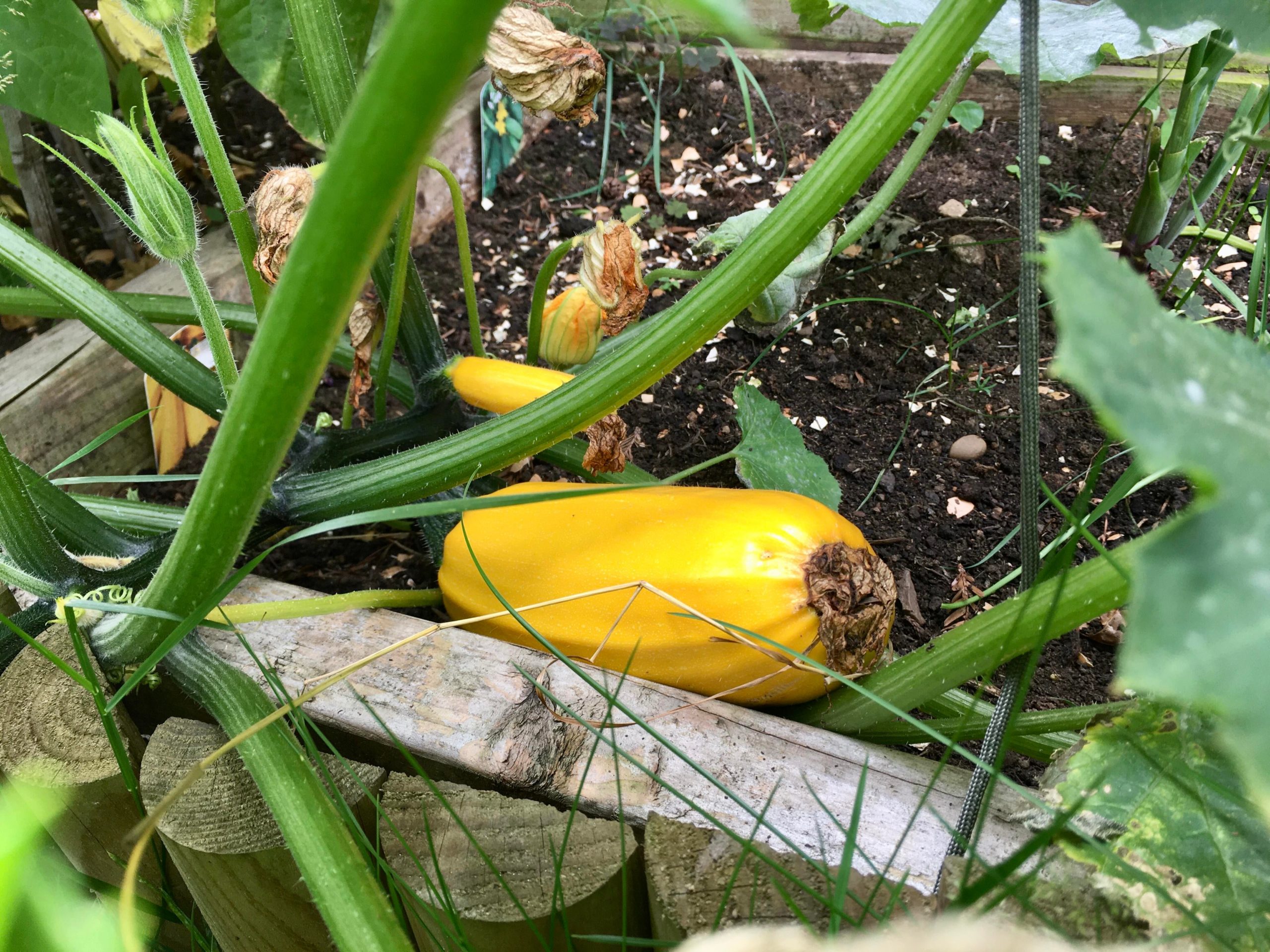 Yellow courgettes this year. They grew wilder than the year before