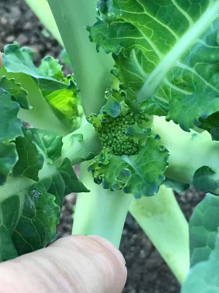 Will this baby broccoli head get bigger? It’s about the size of a nickel or dime right now.