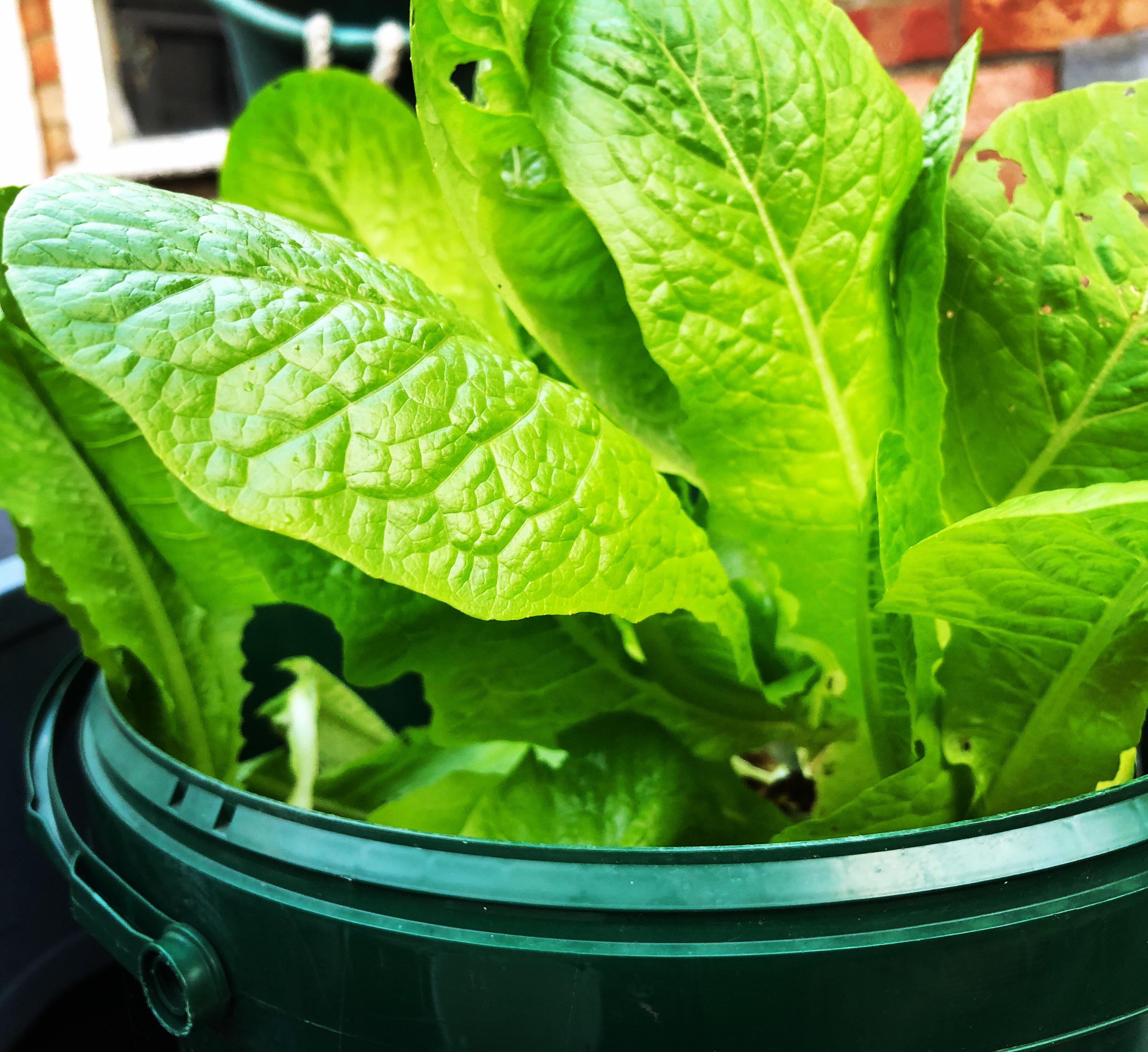 I grow my lettuce in buckets, handy if you have not got space for veg