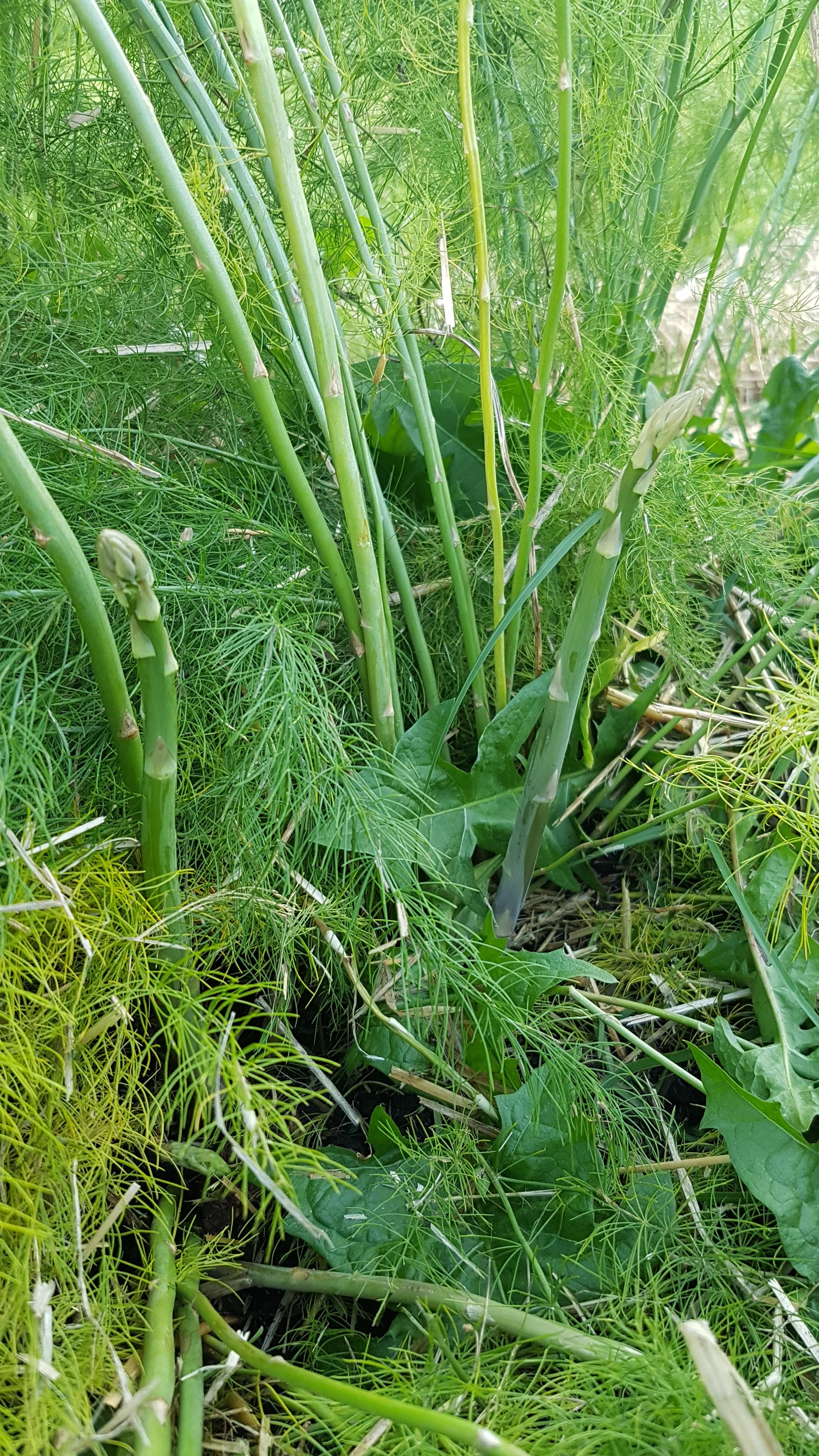 It's mid fall and my 1st year asparagus is still pushing up new shoots