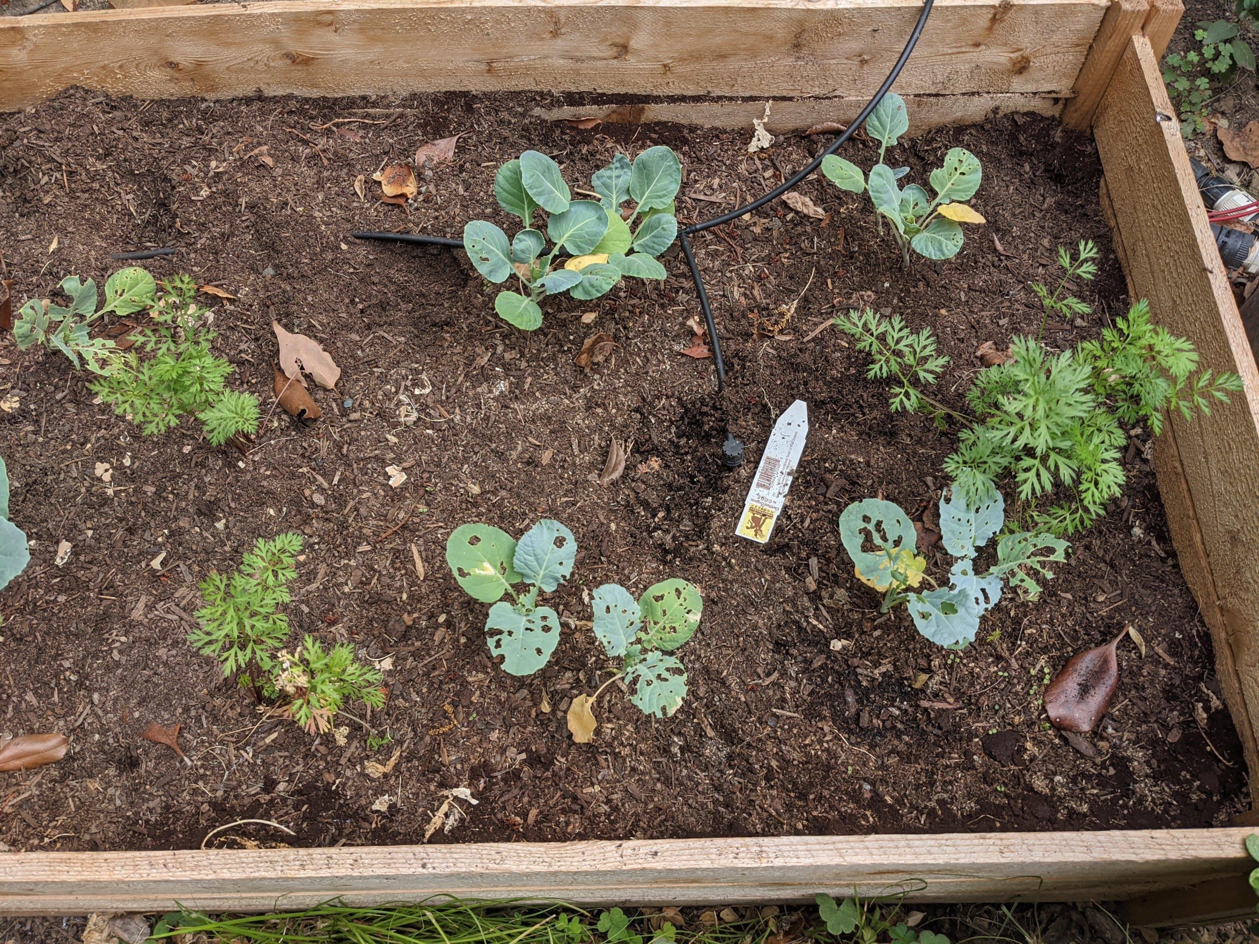 What is eating my broccoli and brussels? Dining and Cooking