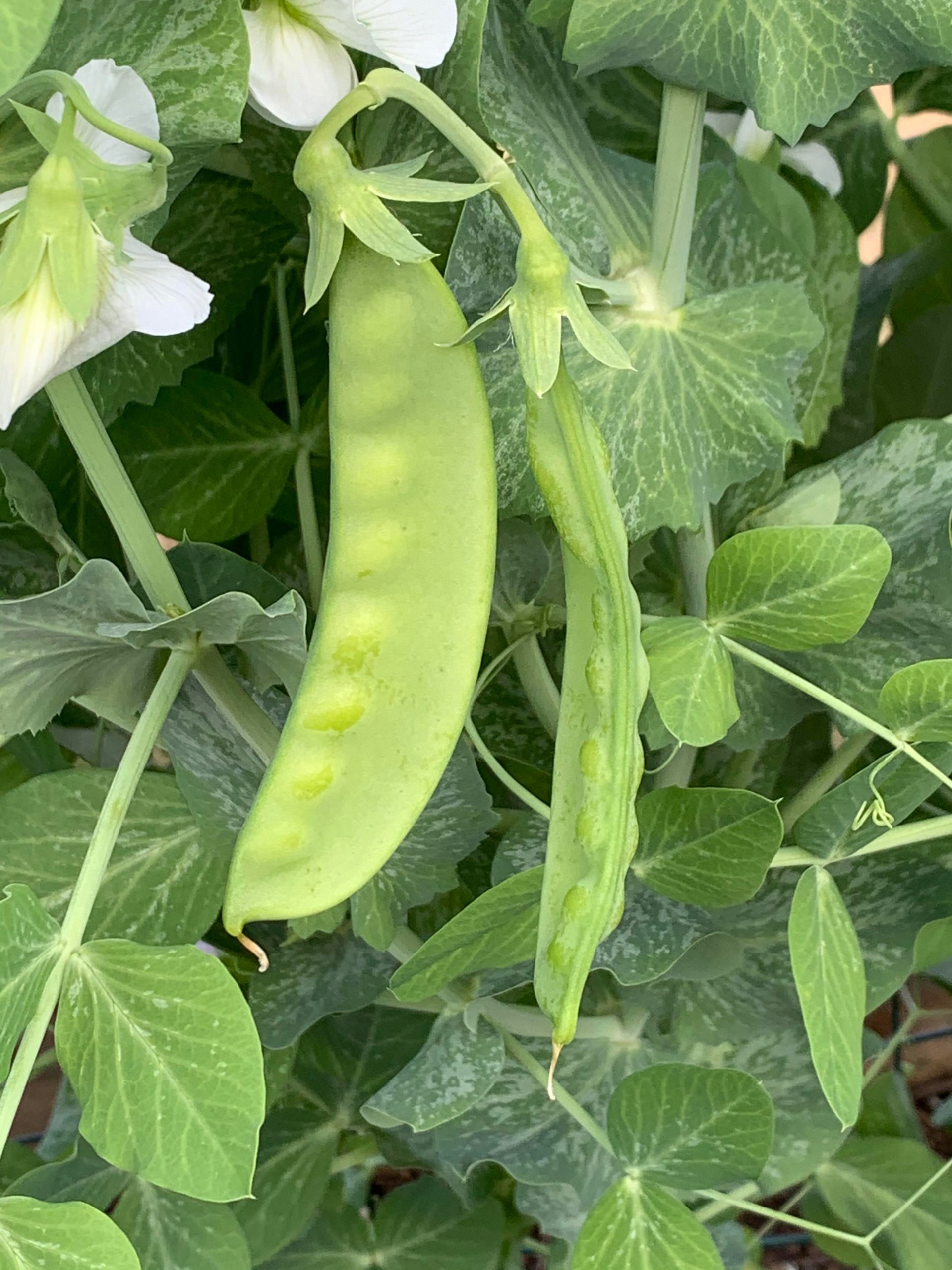 How do I know when my peas are ready to harvest? Dining and Cooking