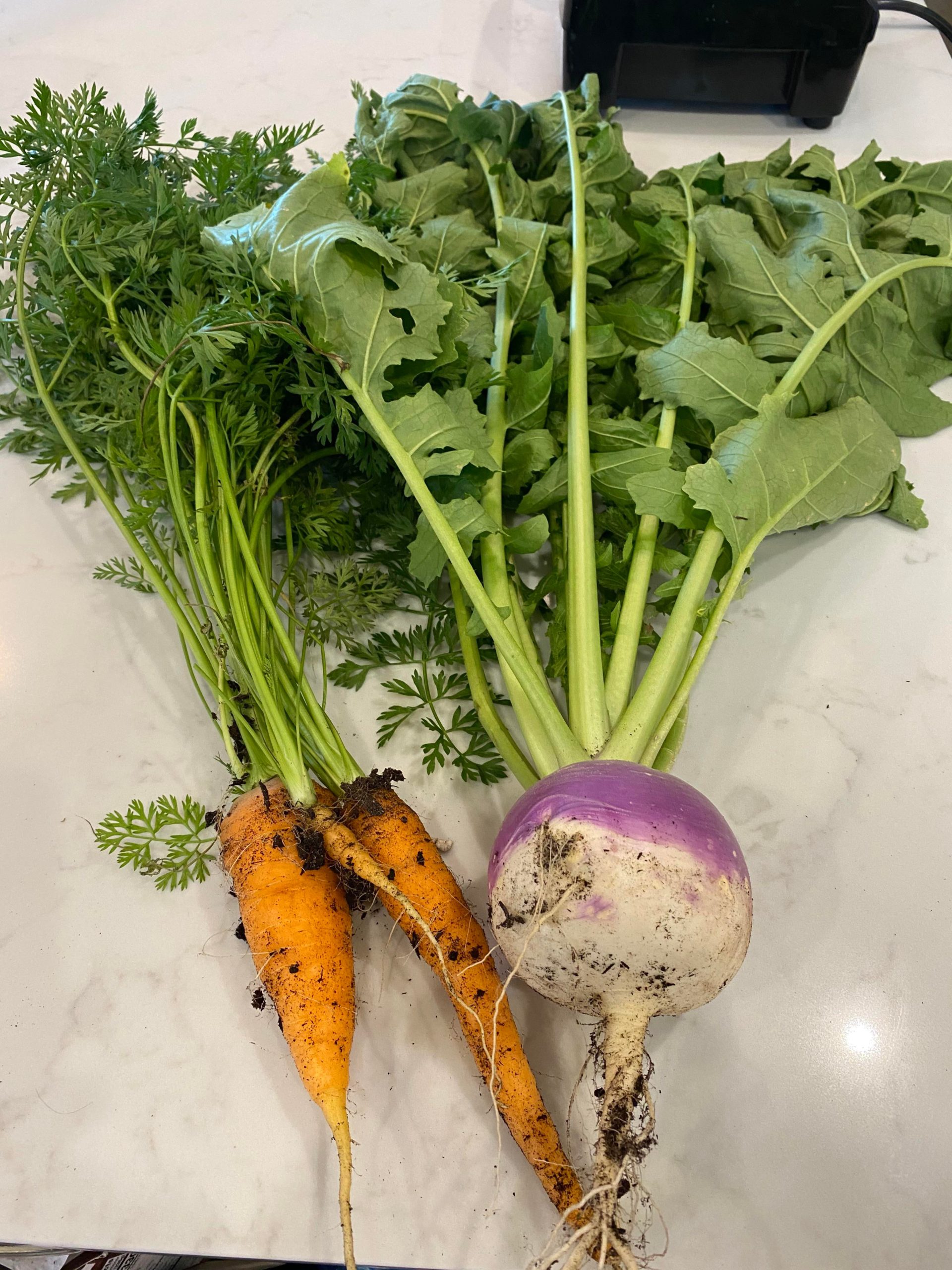 First turnip! Best carrots 🥕 so far this year. Dining and Cooking