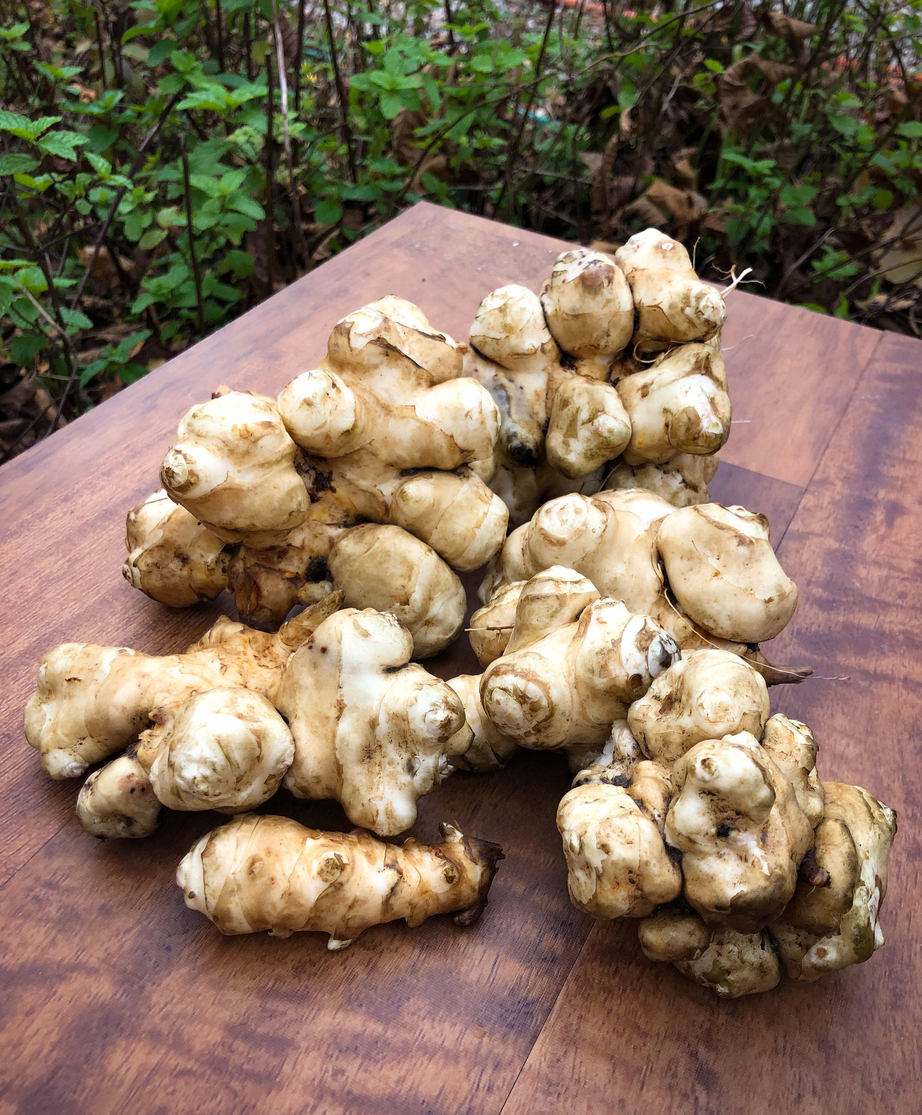 Started digging Jerusalem artichokes (aka sunchokes) this weekend (zone