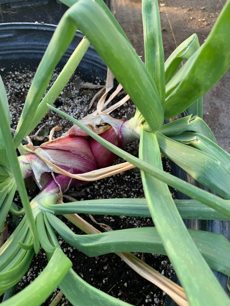 Growing onions....why does mine have three bulbs growing? This is from seed, I planted them about 4 months ago