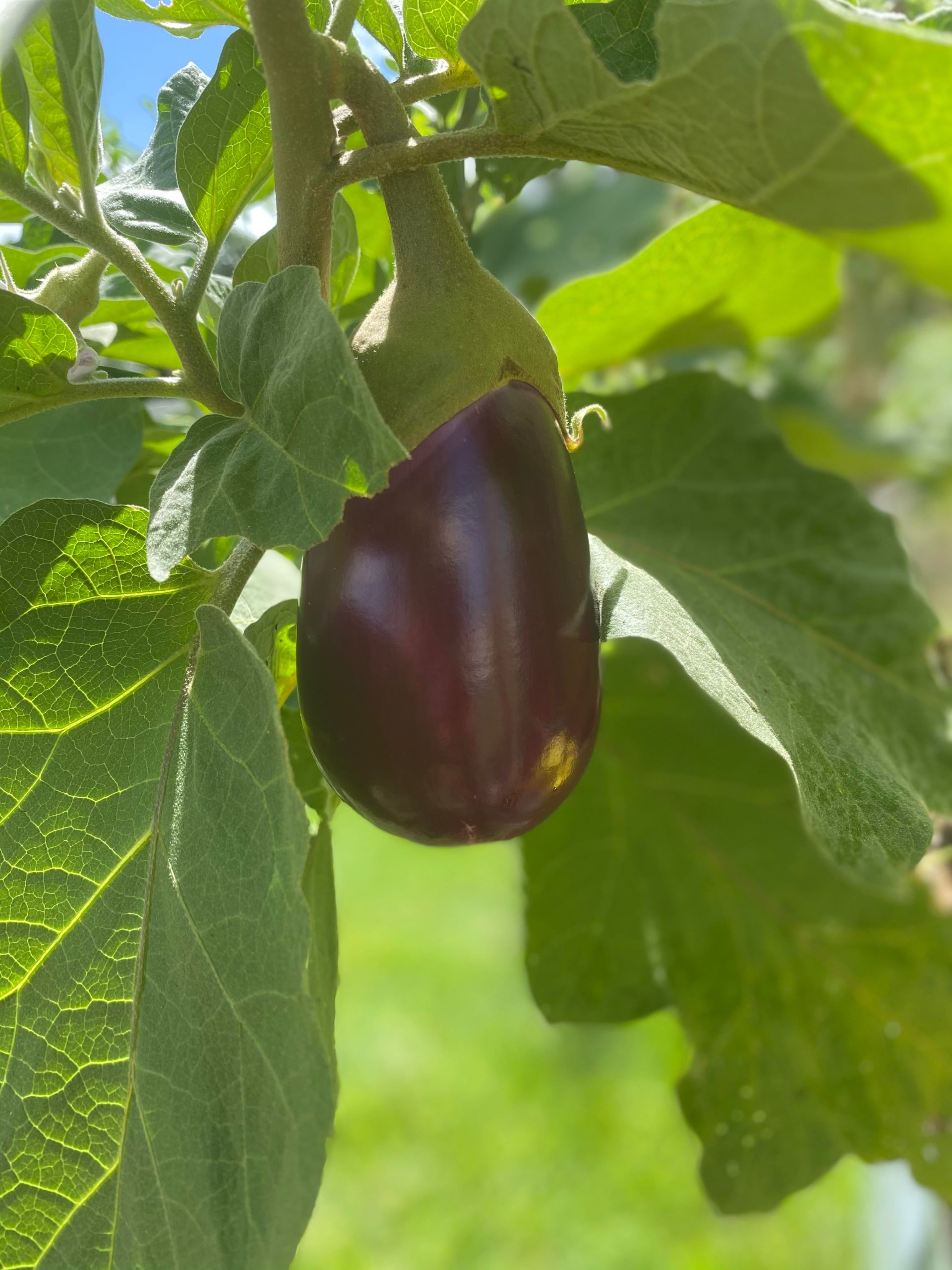 My first Rosita eggplant! So excited! Dining and Cooking