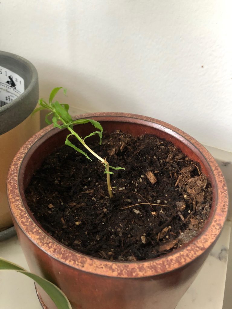 Peach Tree Seedling Stall Snapped - Any Tips??