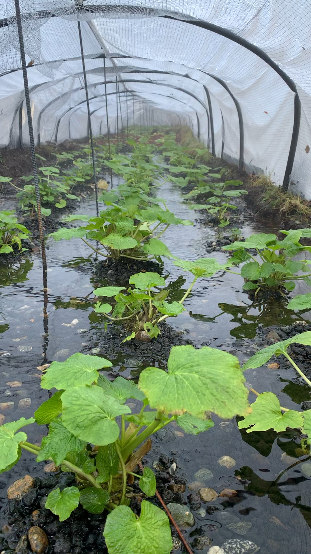 Growing sawa Wasabi!! We are using our private water springs sourced