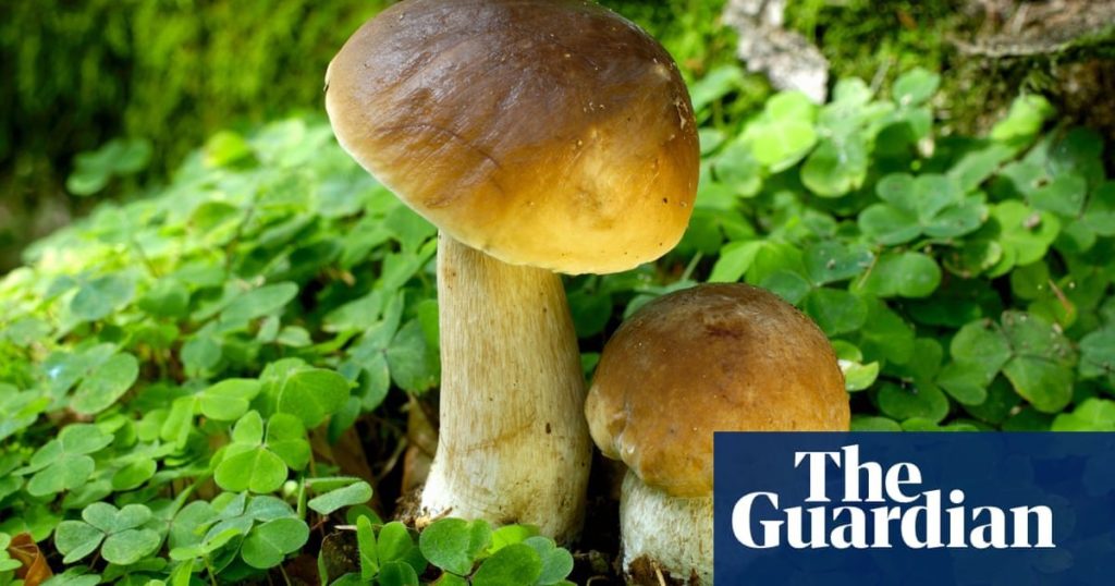 Sacré bleu! Michelin awards star to vegan restaurant for the first time in France