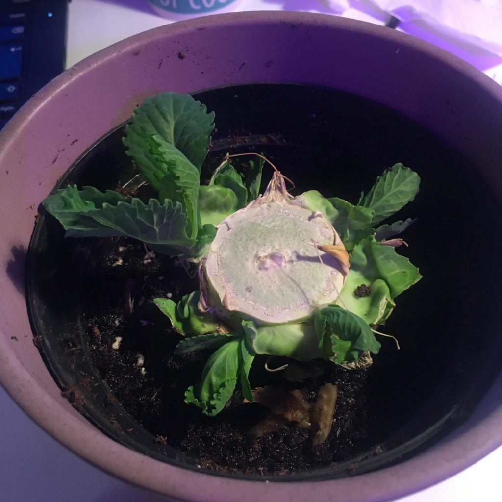 Growing a cabbage from scraps