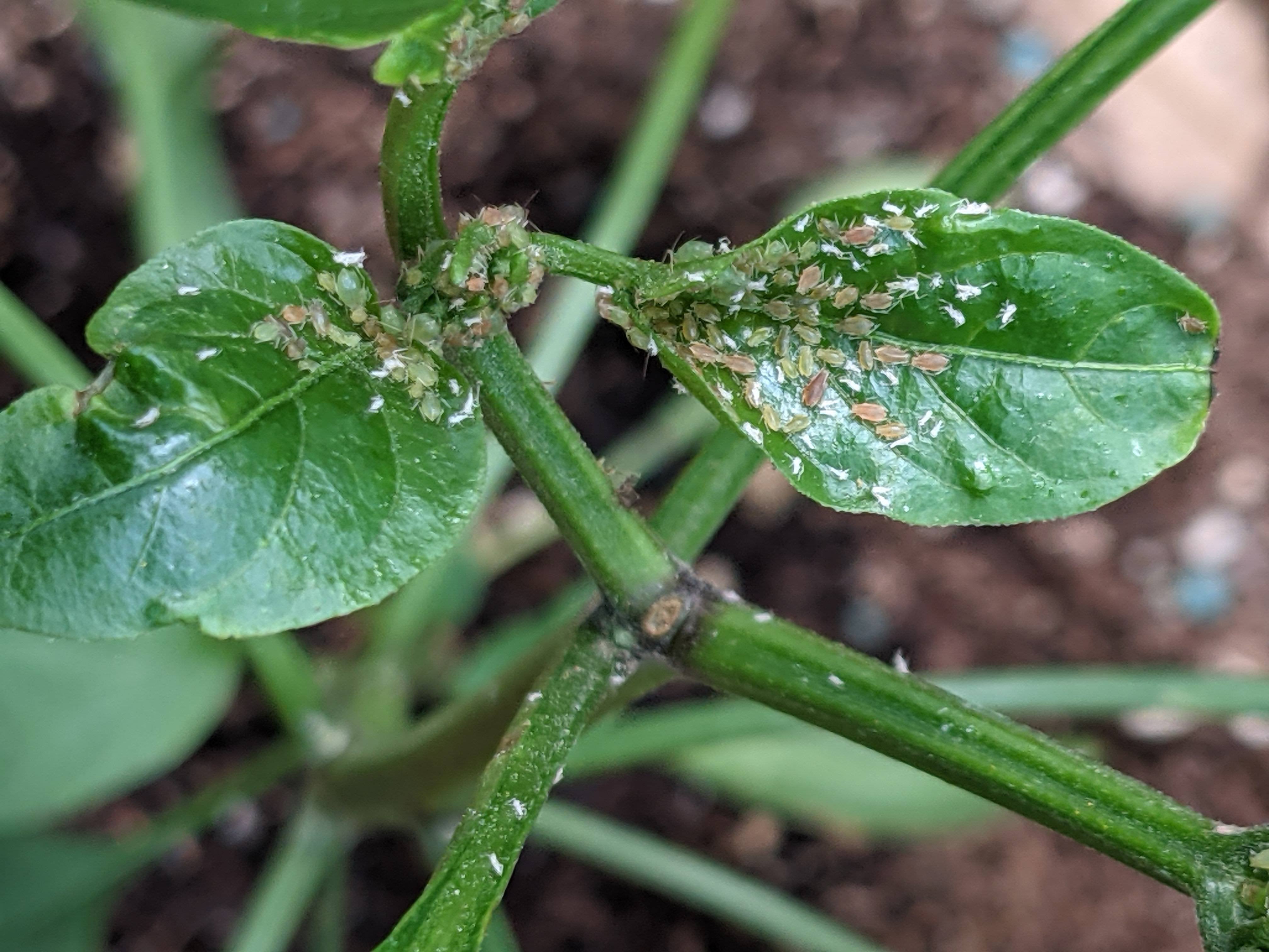 recently-got-a-jalape-o-plant-zone-9b-can-anyone-tell-me-what-s-going