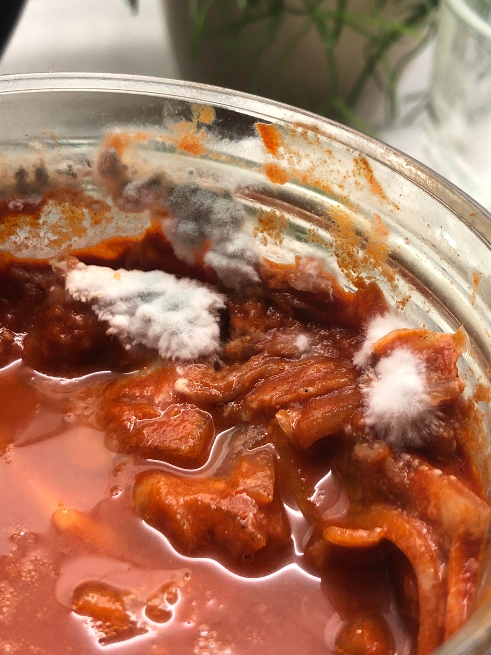 White mold (?) on the surface of my kimchi Should I discard the whole