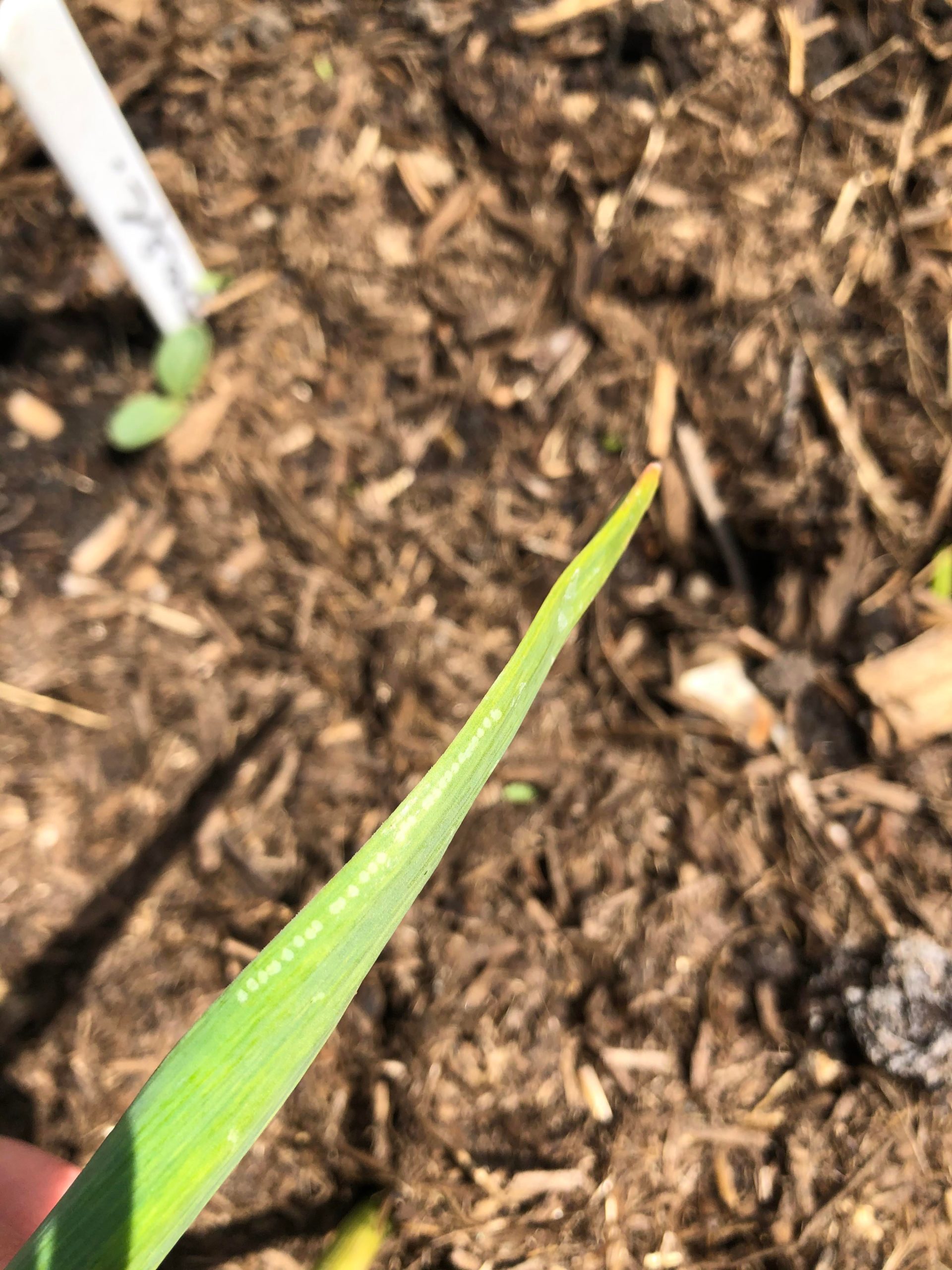 It’s too late to save my garlic now leaf miners have got to them all